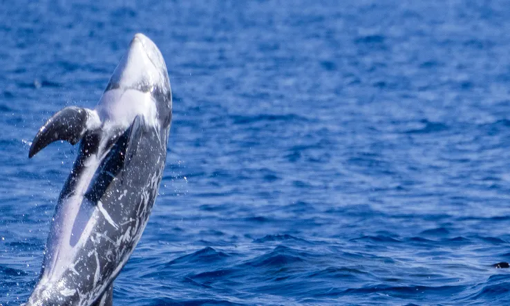 Al mar del litoral català viuen un total de vuit espècies diferents de cetacis, entre elles la fotografiada, un cap d'olla gris o 'grampus griseus'.