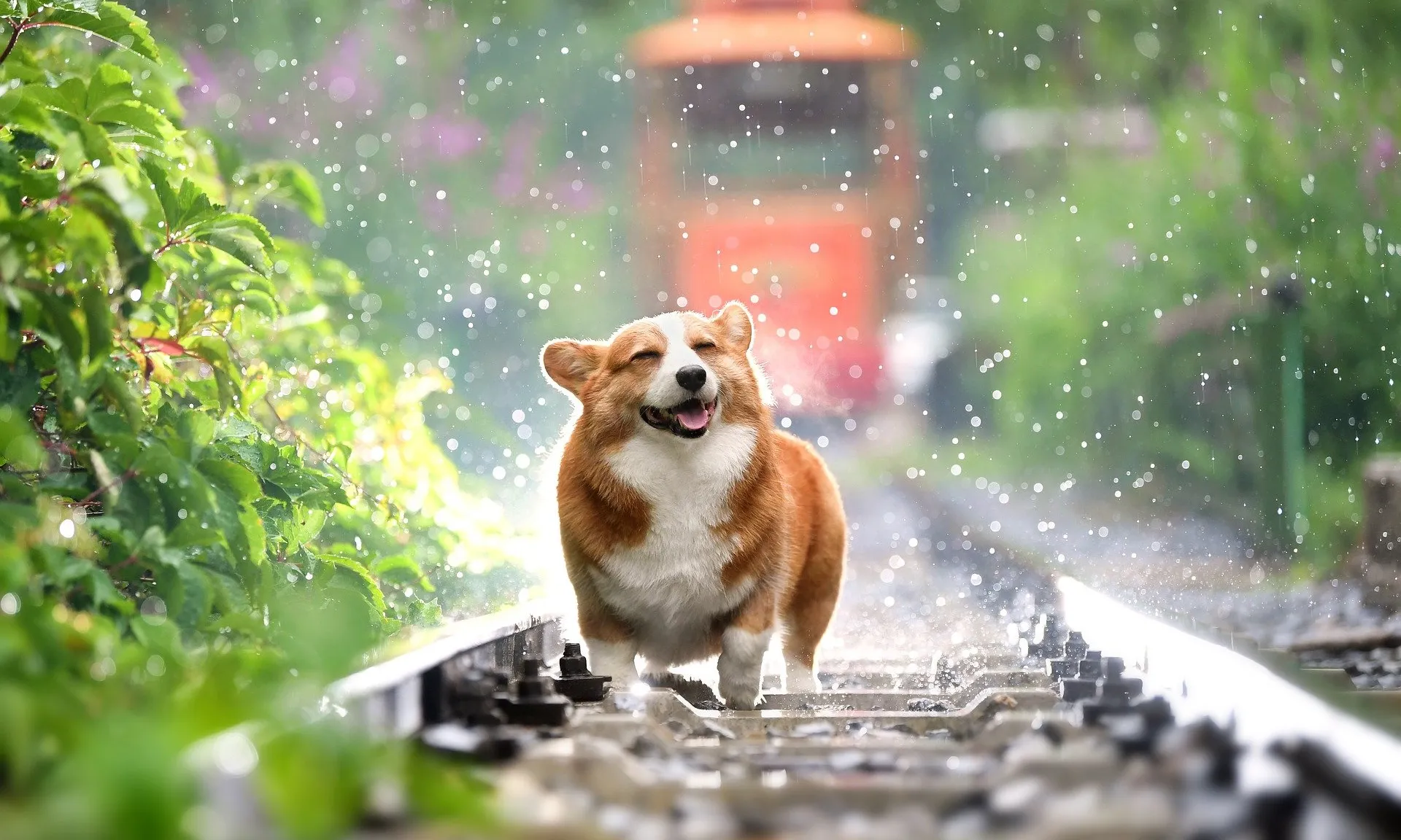 Un gos espolsant-se sota la pluja.