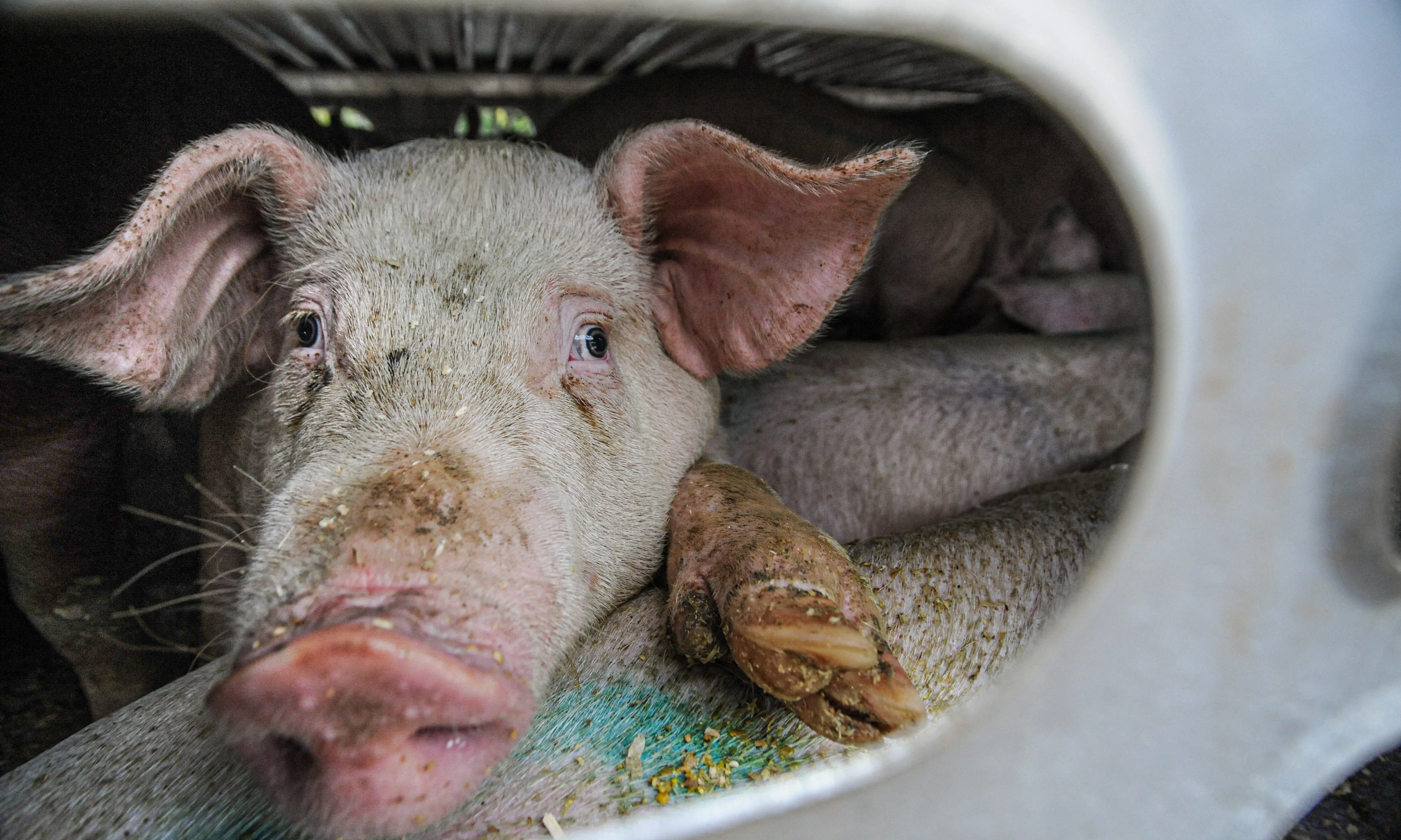 Un 64% de les infraccions que es cometen als escorxadors es relacionen amb el maltractament animal.