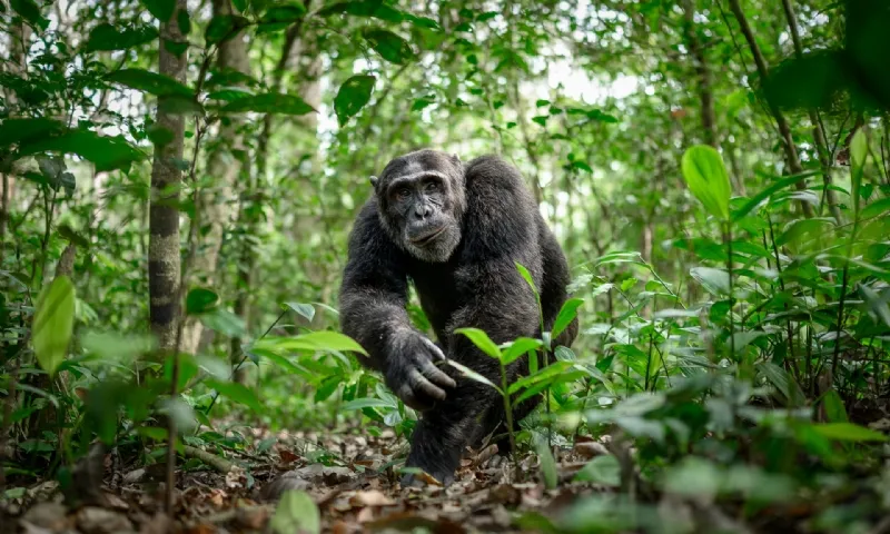 El MontPhoto Fest 2022 compta amb un reguitzell de fotografies espectaculars que són finalistes com aquesta, 'Jungle King'.
