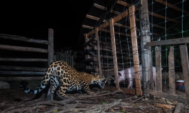 'Cara a cara', espectacular fotografia, finalista de denúncia ecològica del MontPhoto Fest 2022.