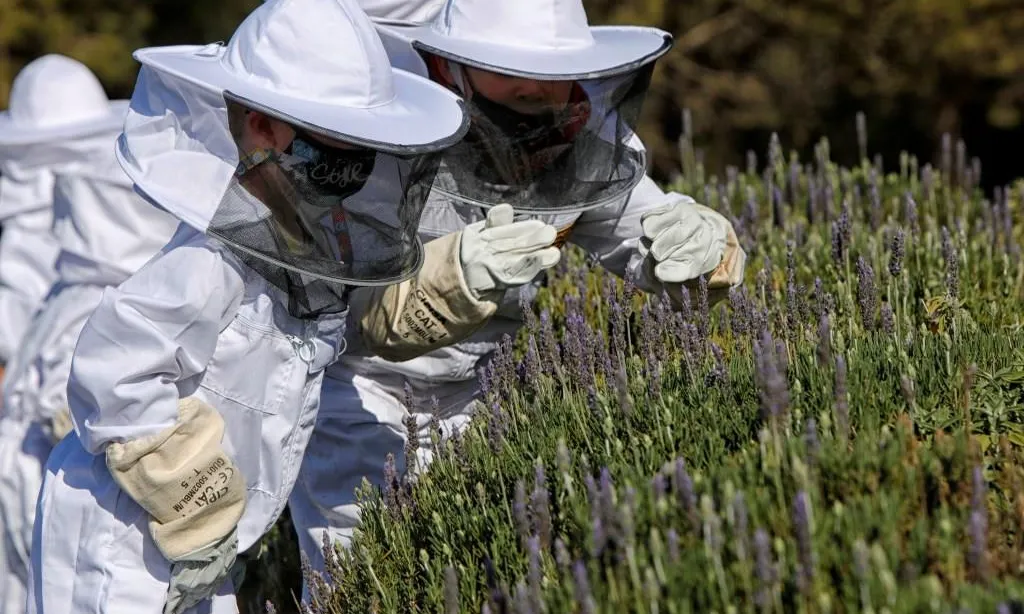 Al Parc Natural de la Serra de Collserola podem trobar diversos projectes, com l'Apiari didàctic de Roques Blanques.