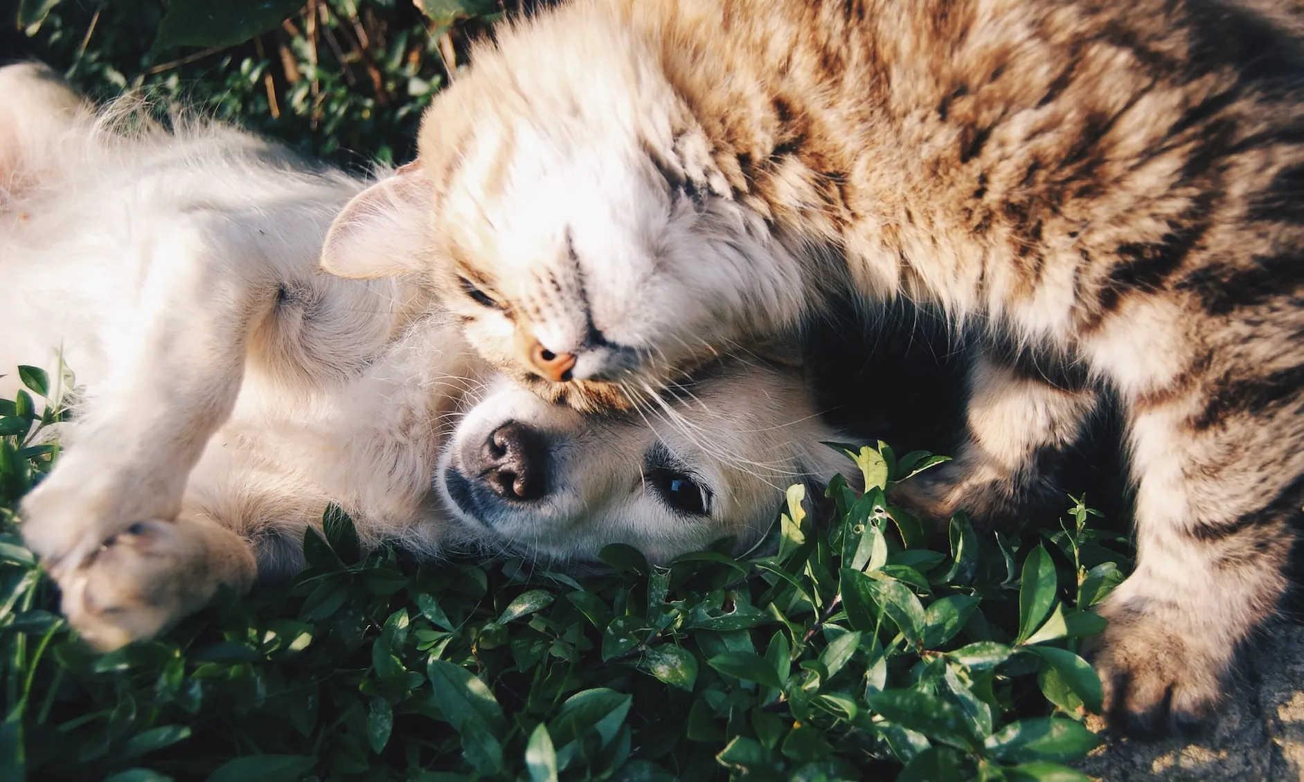 Foto de Krista Mangulsone a Unsplash