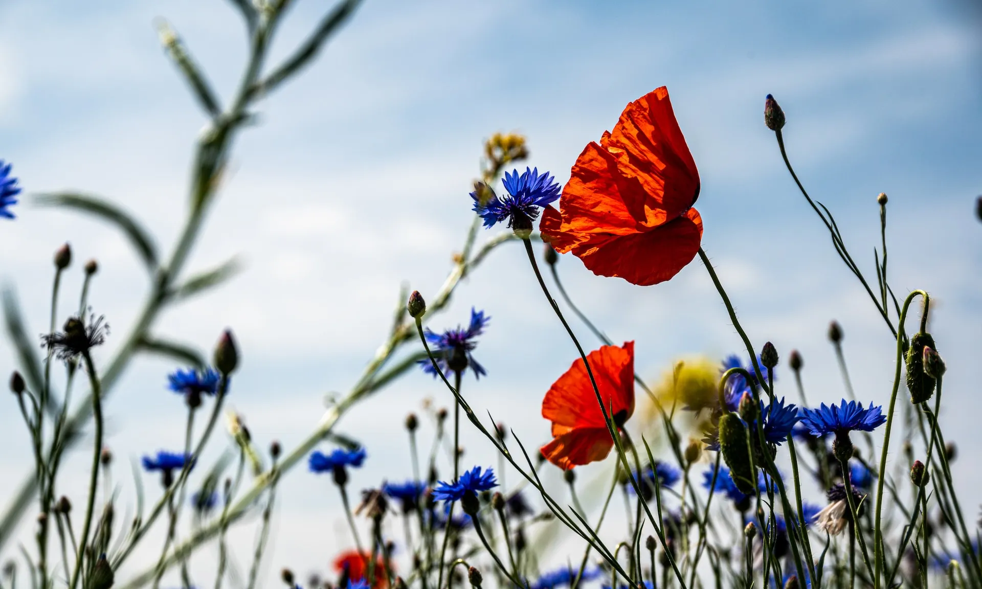 Foto de Palle Knudsen a Unsplash