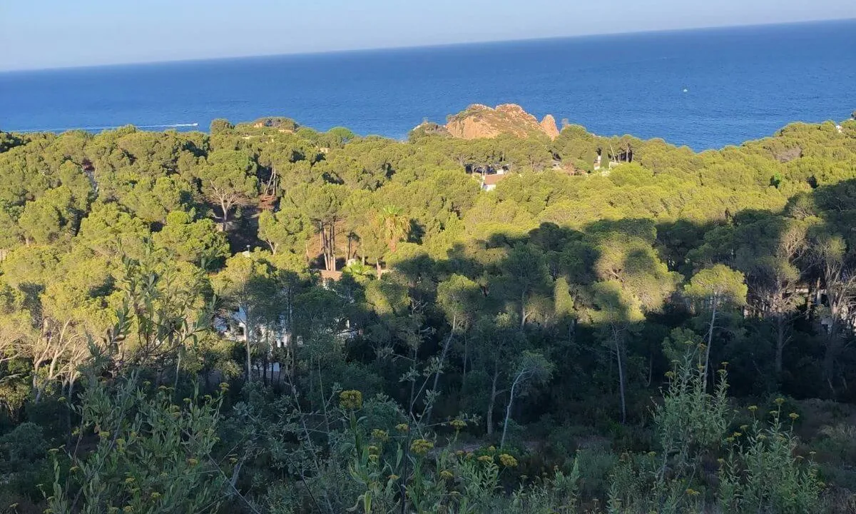 La federació ha identificat una seixantena de pinedes classificades com a sòls urbans i, per tant, amenaçades per l'especulació urbanística.