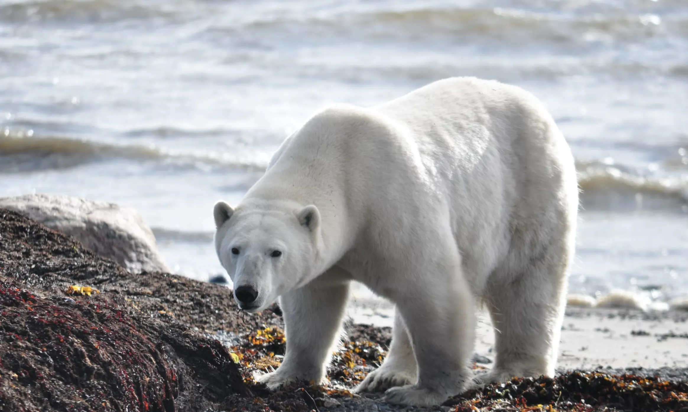 Des del 1970 fins al 2018, les poblacions de mamífers, aus, peixos, rèptils i amfibis s'han reduït en un 69%..