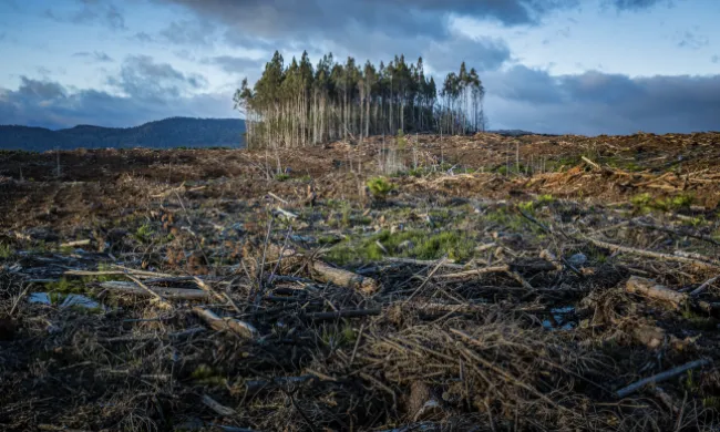 Imatge d'un bosc calcinat en representació de la situació d'emergència climàtica. Font: Llicència CC Unsplash