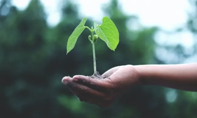 El naixement d'una planta com a símbol de la lluita que representa la jornada 'Cimera de Moviments Socials'. Font: Llicència CC Pexels