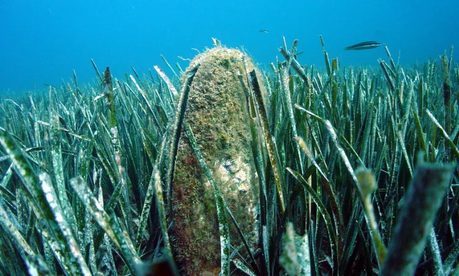 La 'Pinna nobilis' és una nacra o mol·lusc, endèmica del mar Mediterrani, que habita en praderies de plantes marines i un quart del seu cos està soterrat.