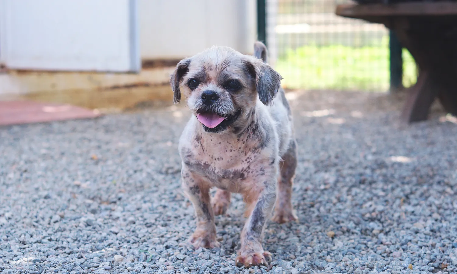 El Blanquet és un Shih Tzu de deu anys que es va quedar sol per la mort de la seva mare humana.