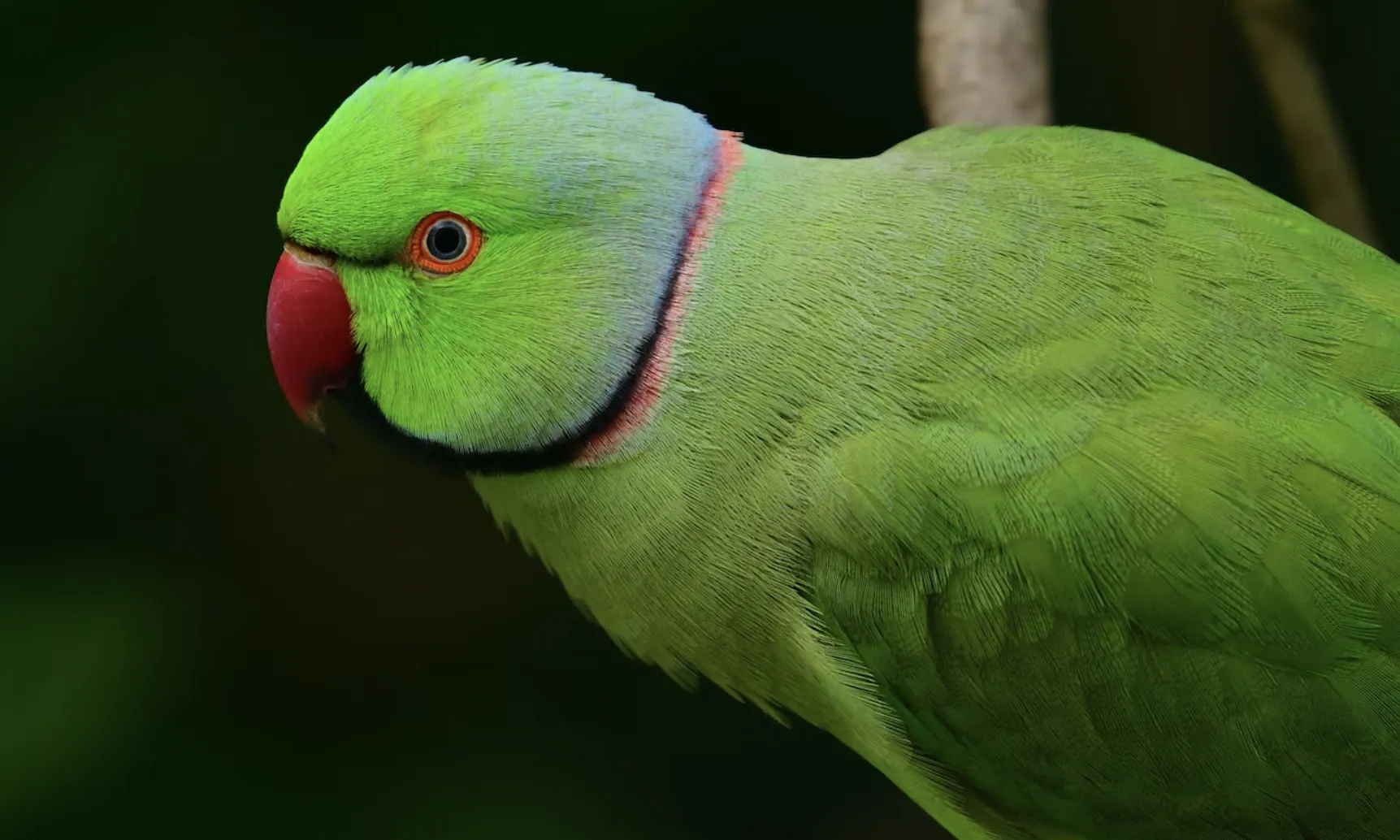 Ambdues cotorres es caracteritzen per ser espècies flexibles i intel·ligents, i no els espanta la contaminació, el soroll o la presència humana.