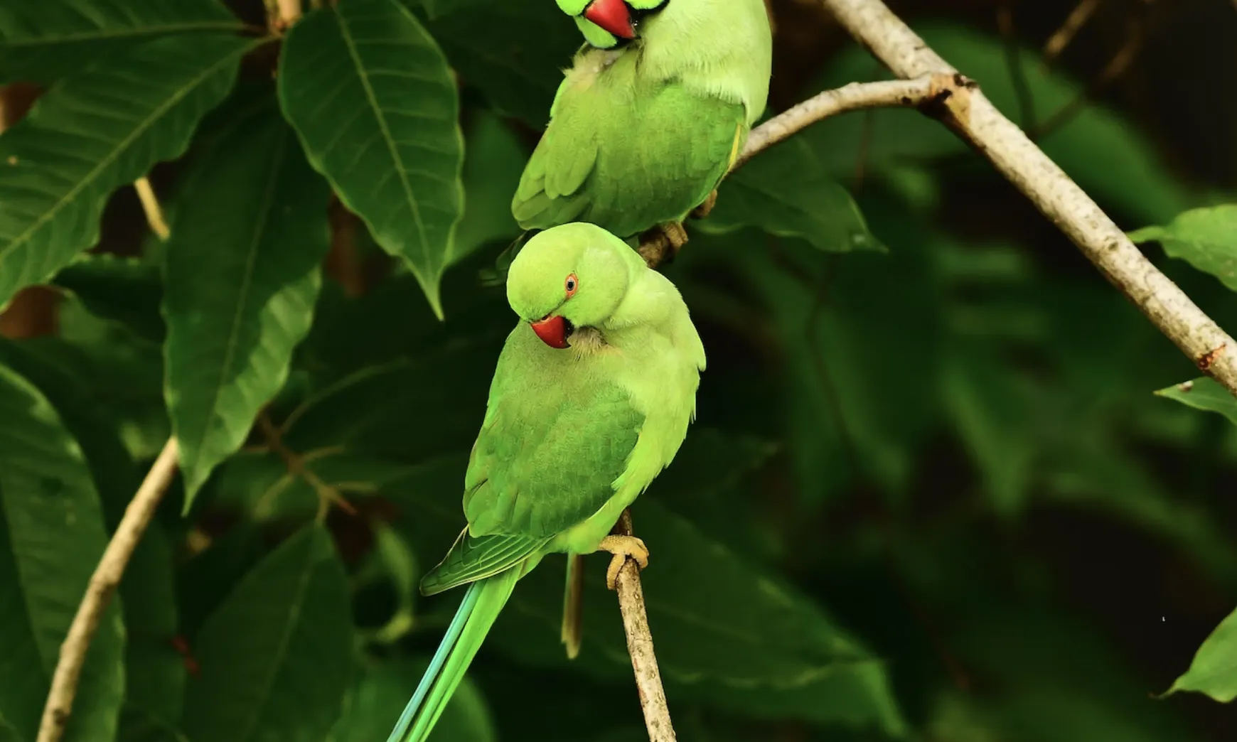 Aquestes espècies consideren les zones urbanes com a indrets ideals per a establir-se, ja que s'adapten perfectament a les condicions i no hi troben depredadors.