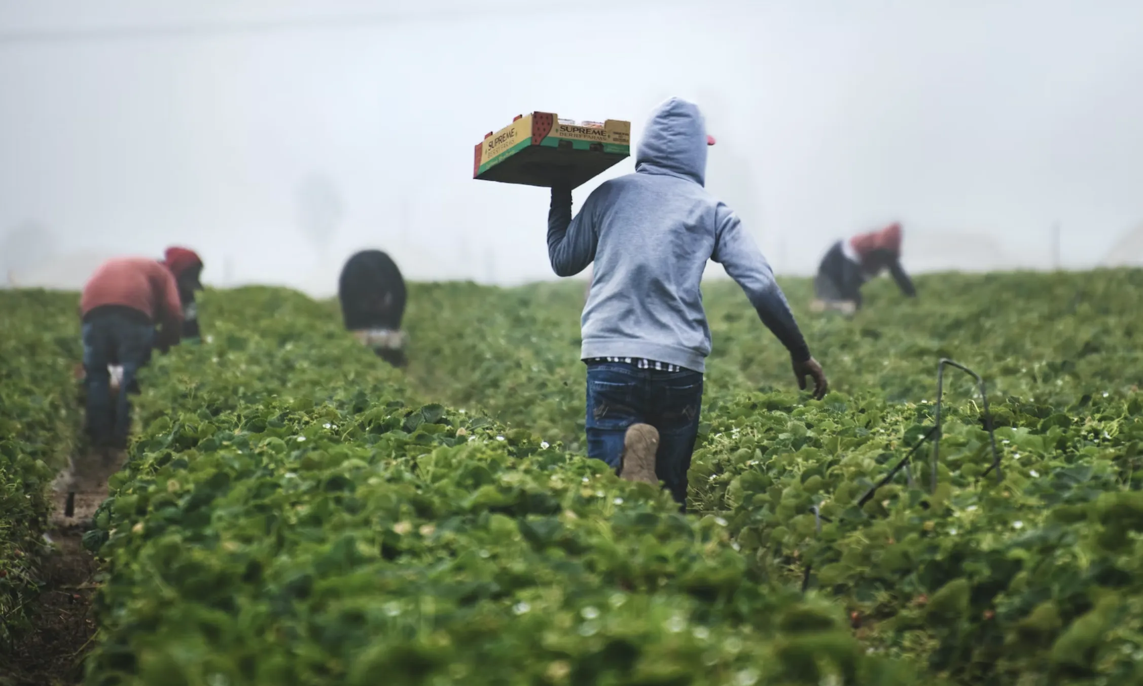 A Espanya, les tres plataformes agroexplotadores són el sector de les fruites i hortalisses, la indústria càrnia i les conserves de productes del mar.