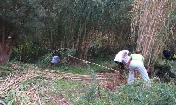 ADENC organitza el 18 de desembre una jornada d'extracció d'espècies invasores al riu Ripoll.