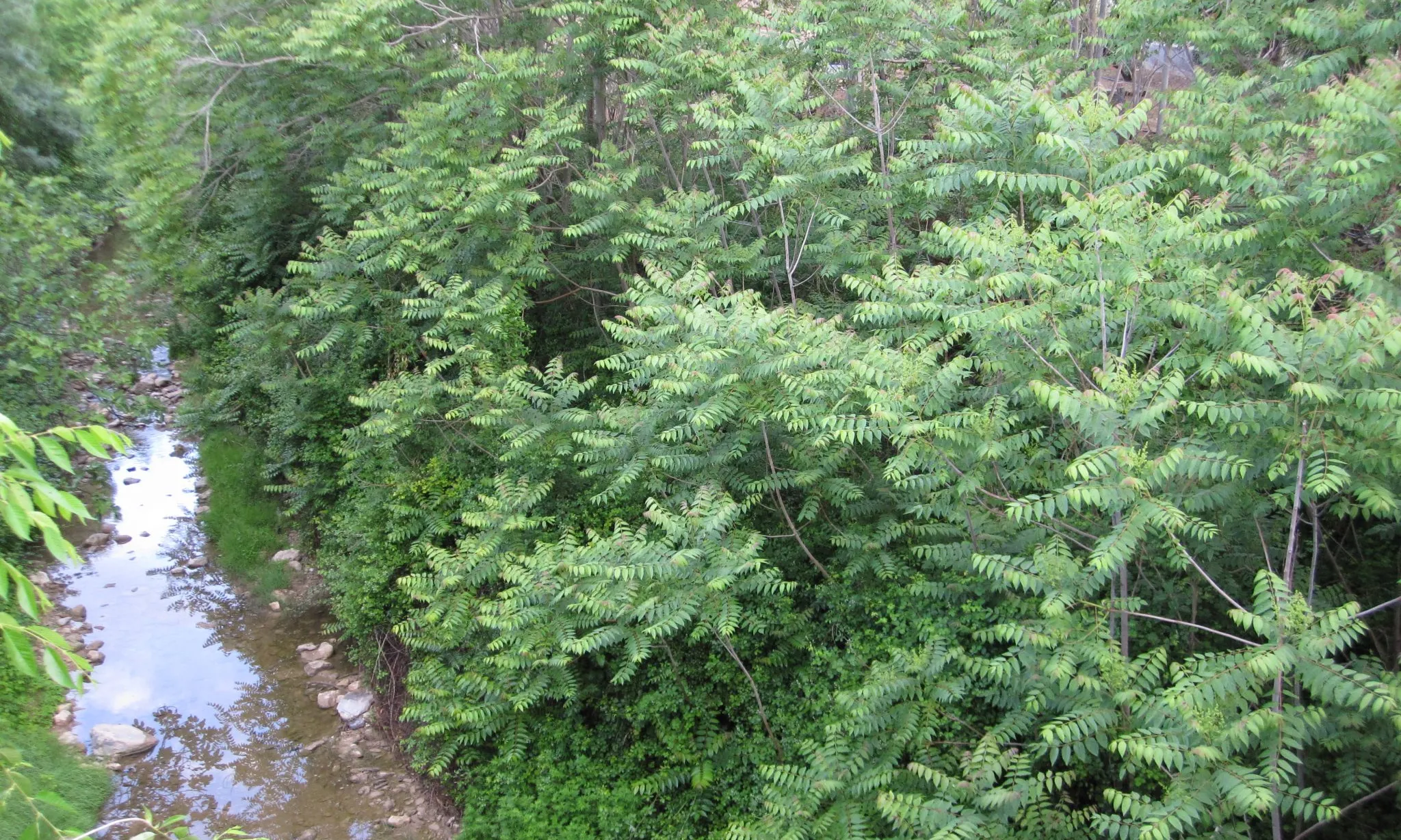 L'ailant és un arbre caducifoli provinent de la Xina, que es va introduir a Europa a finals del segle XVIII amb una finalitat merament ornamental.