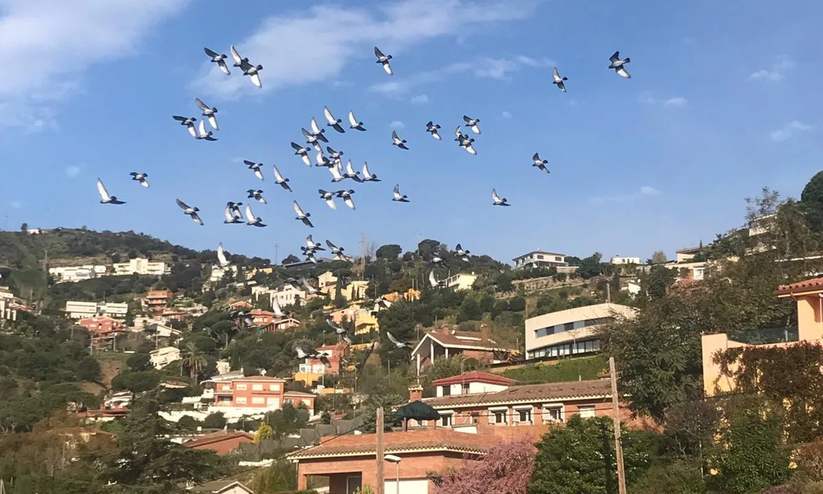 Coloms volant per casa d'en Xavier Freixas