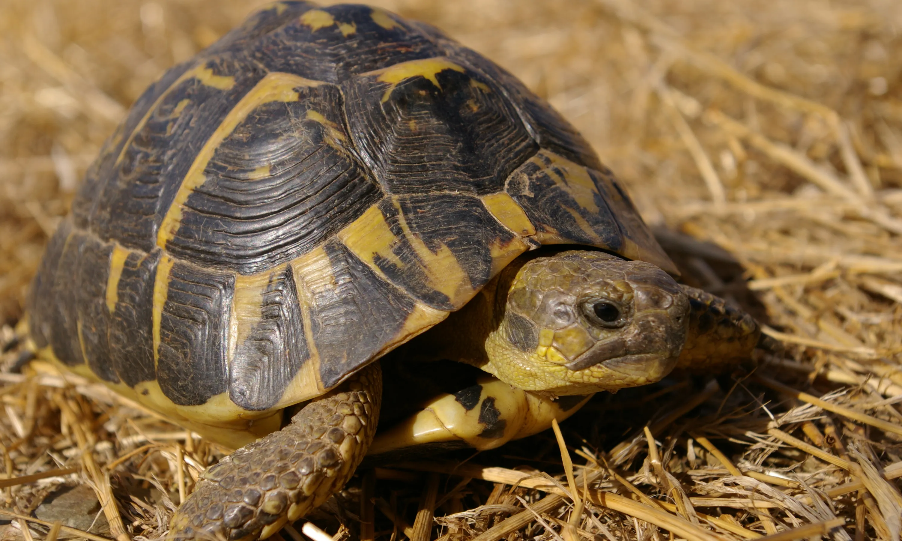 L'única població de la tortuga mediterrània en tota la península Ibèrica es troba a la zona de l'Albera.