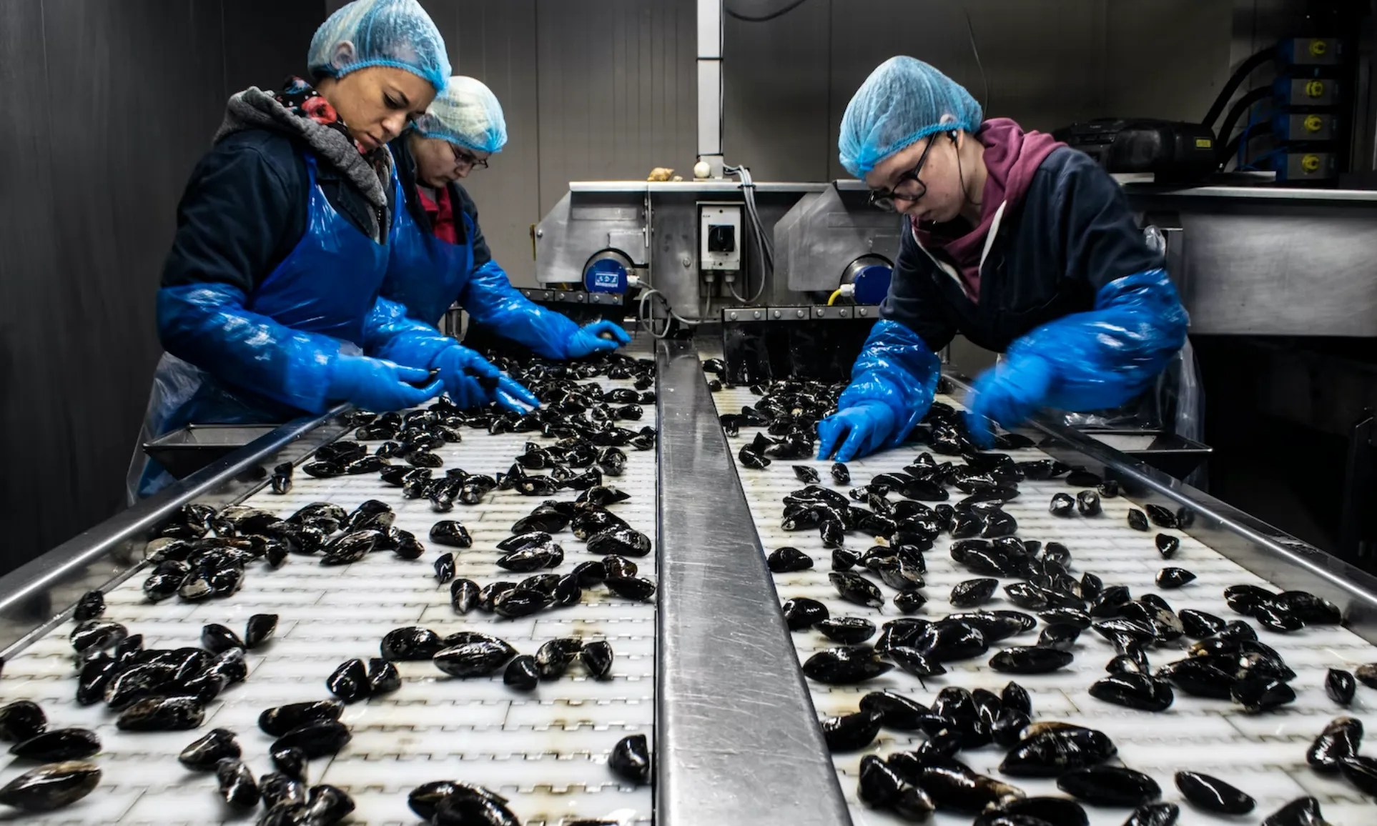 La gran majoria de peix i marisc que es consumeix a Europa prové de la pesca salvatge i l'aqüicultura.