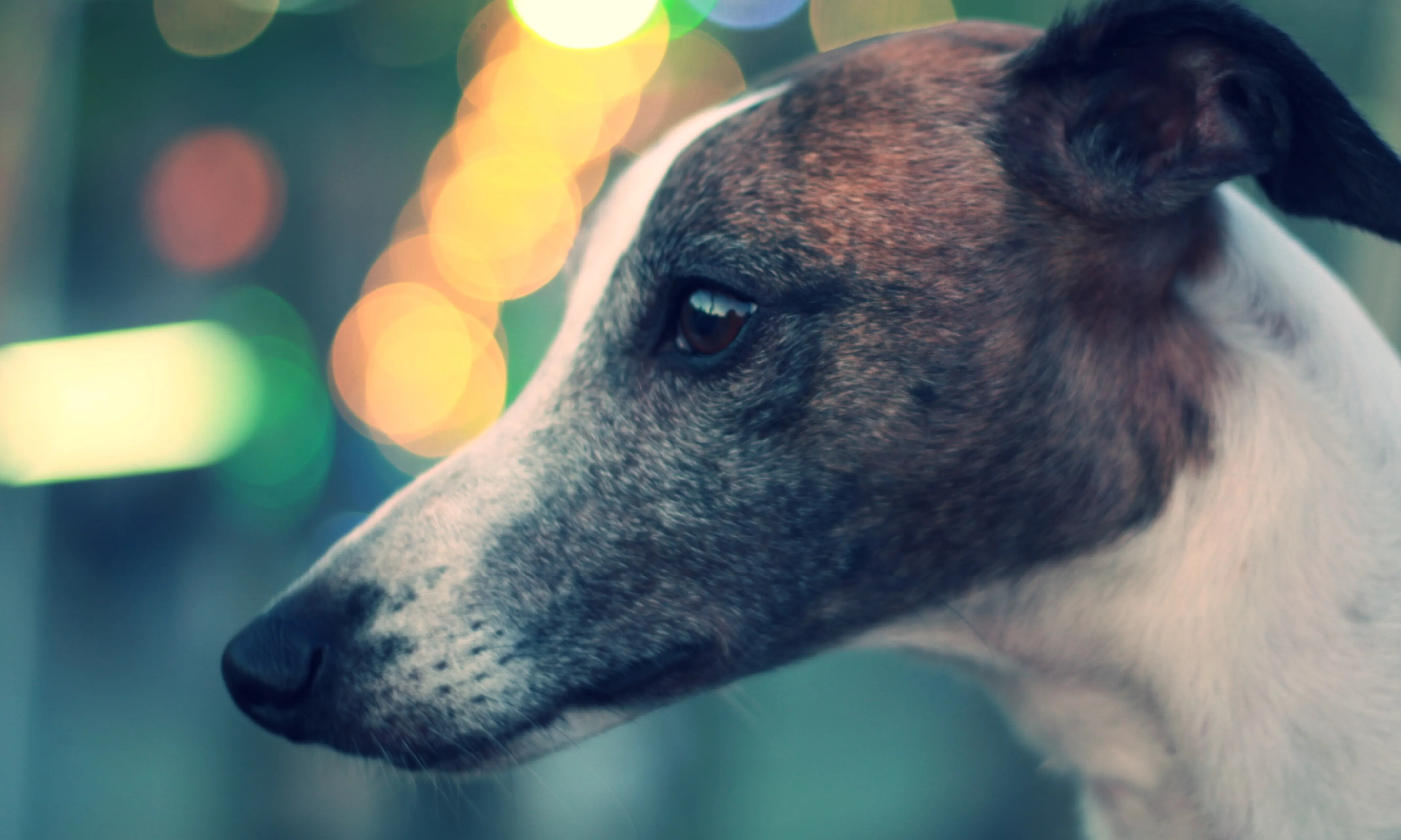 Els gossos llebrers queden desprotegits en l'actual text de la llei de benestar animal.