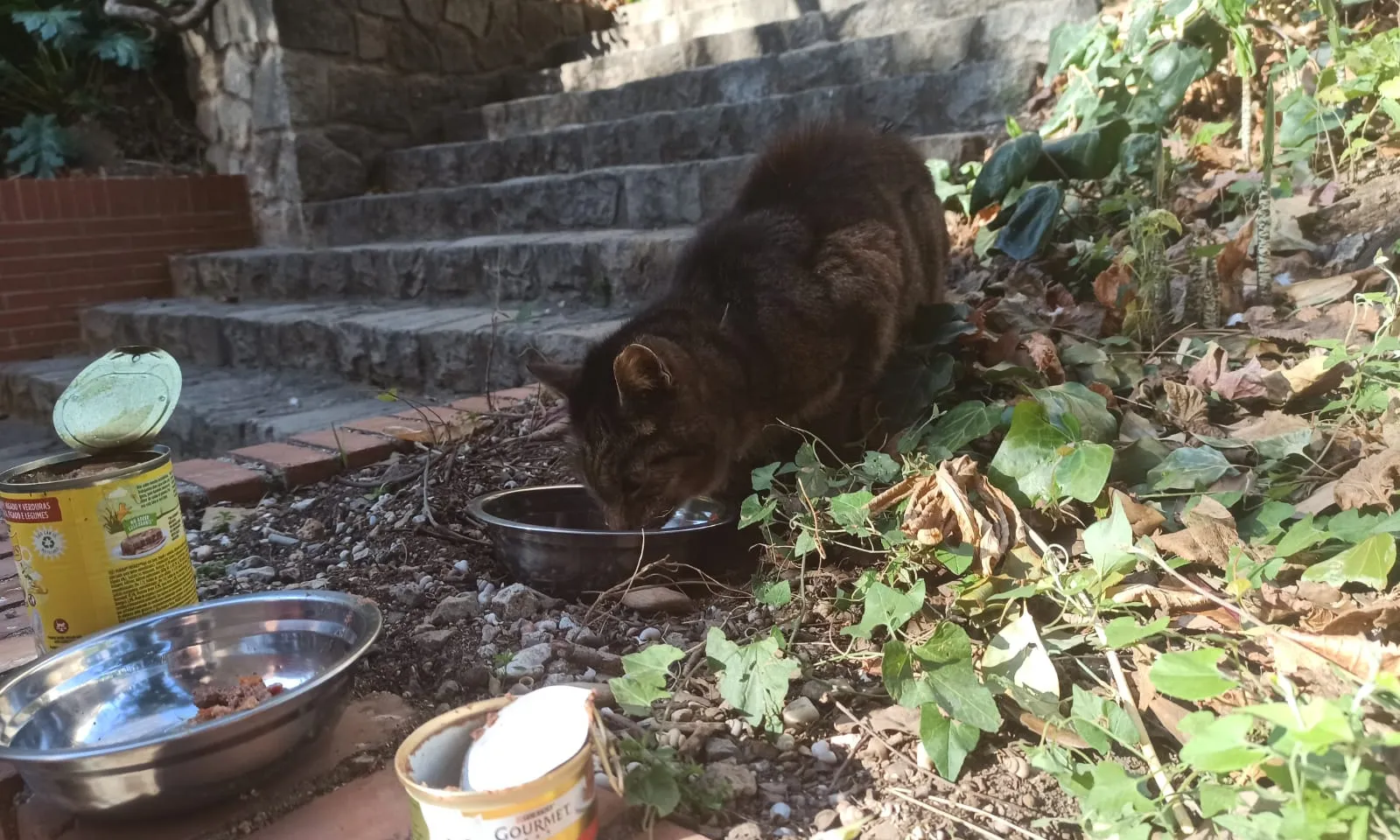 Universigats té cura dels vint-i-cinc moixos que viuen al jardí de la Universitat de Barcelona.