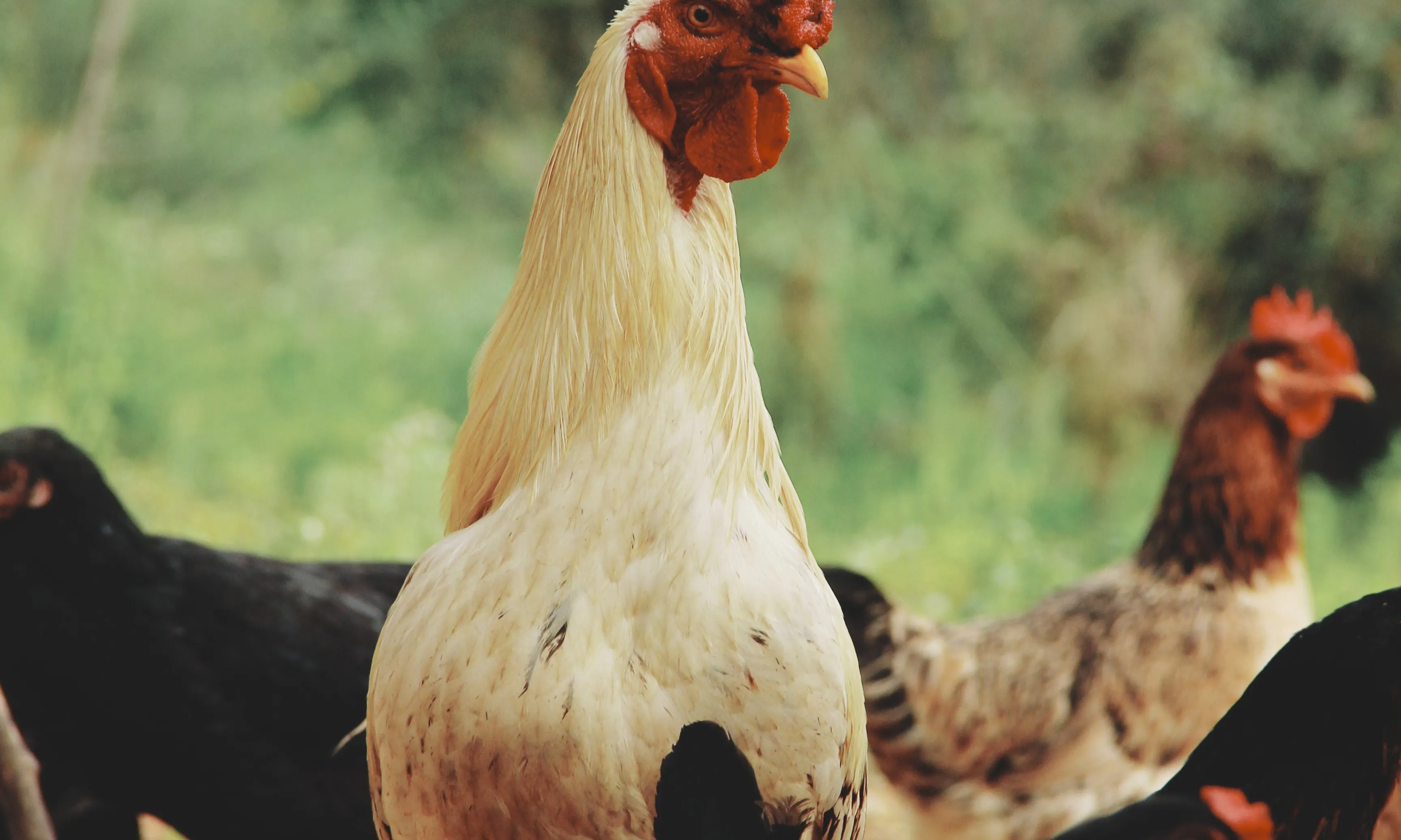 Gallines i galls a l'aire lliure. 