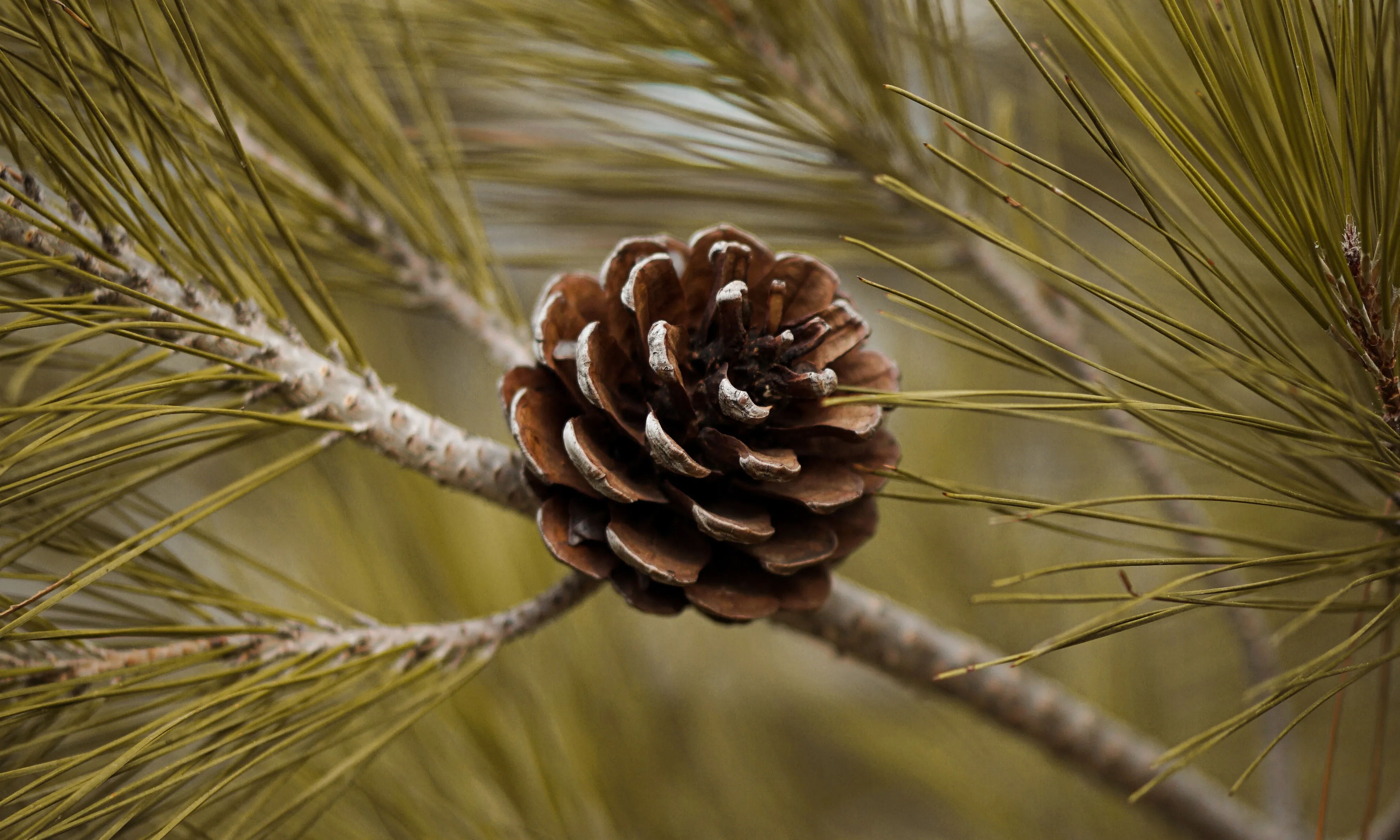 Branca de pi amb pinya. Font: Pexels - Mert Kaya