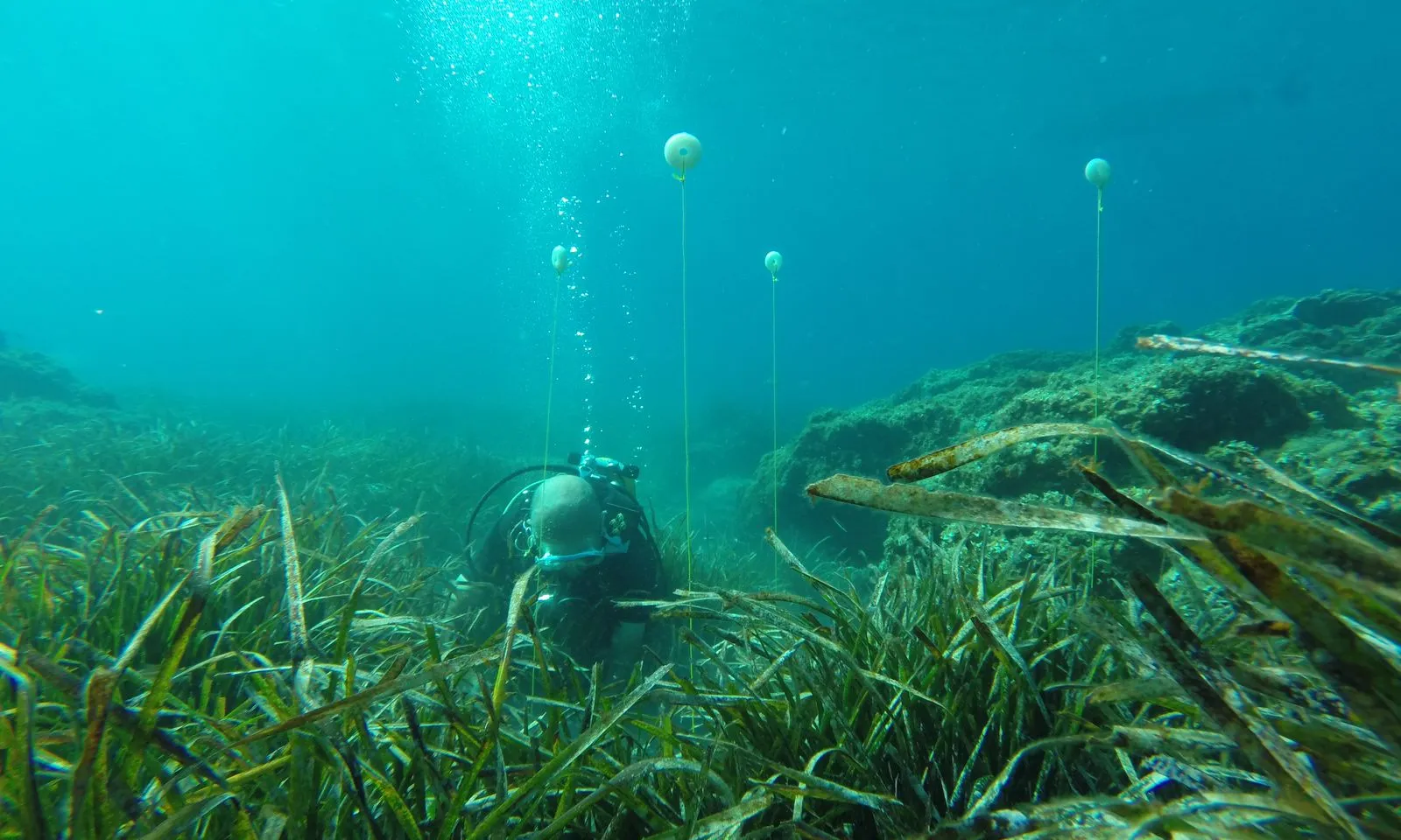 Les entitats que treballen per la conservació de la biodiversitat marina, ja treballen en projectes per protegir aquesta planta fonamental pels hàbitats aquàtics.