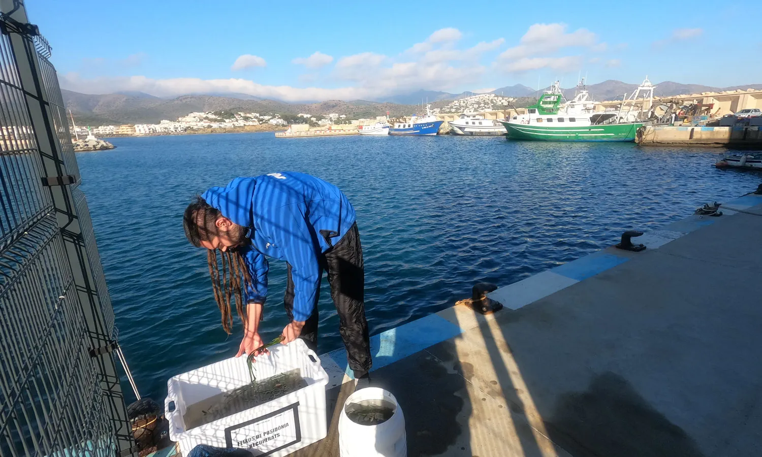 Gràcies a la instal·lació de recipients amb aigua al port de Llançà, es poden dipositar els feixos en aquests per la seva replantació.