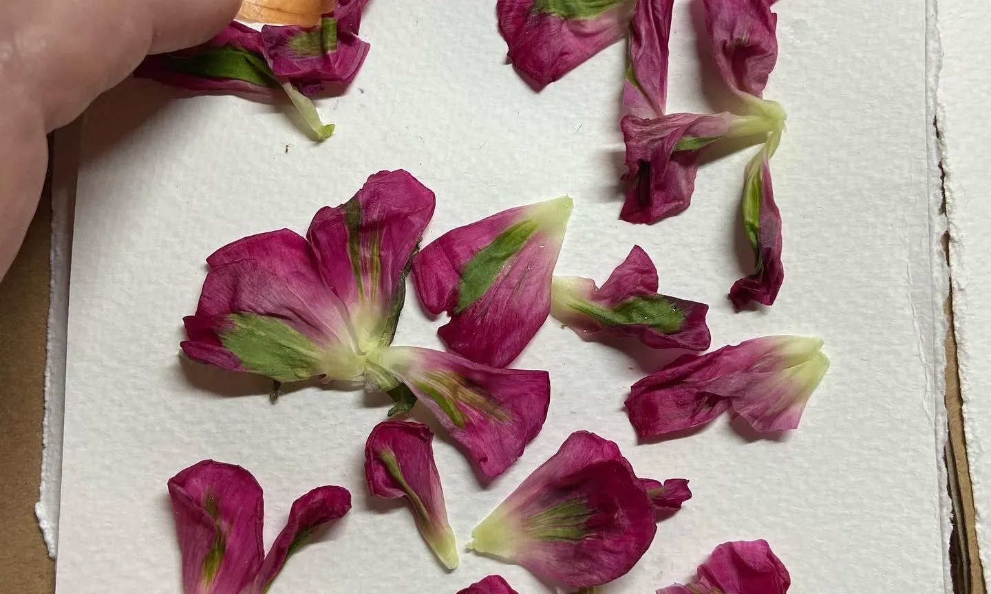 flors i pintures