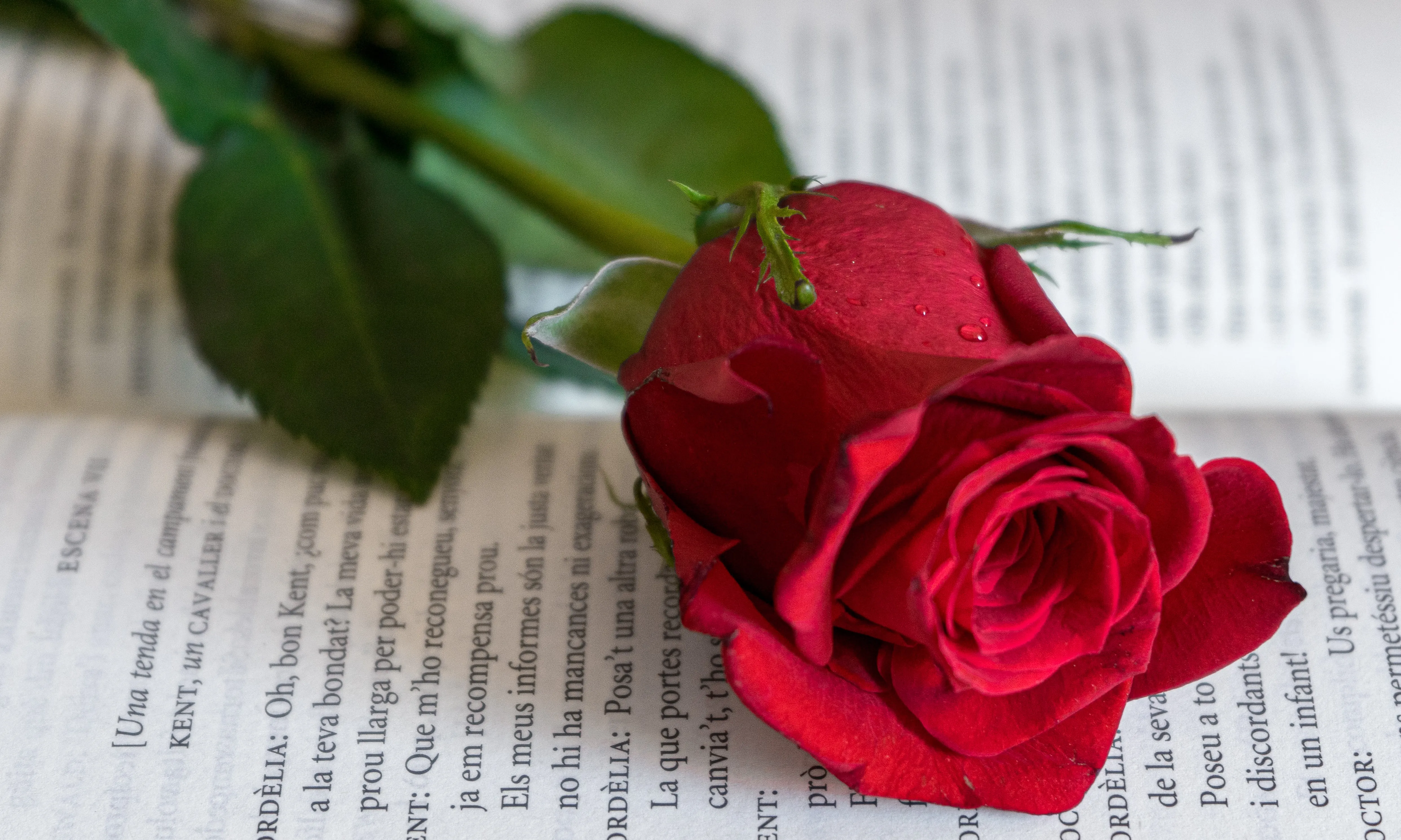 Arreu del territori, hi ha moltes iniciatives per regalar solidaritat aquest Sant Jordi.