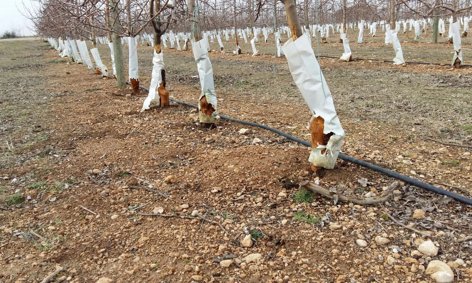 Danys causats per conills en un conreu.