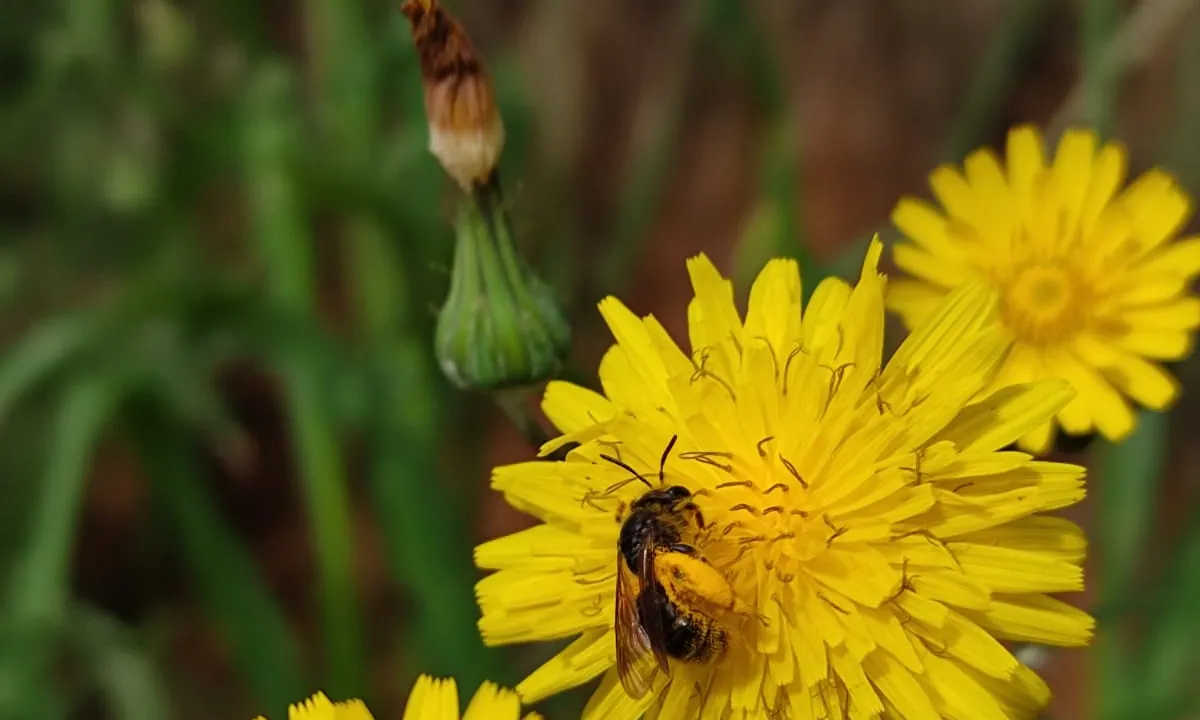 la natura urbana