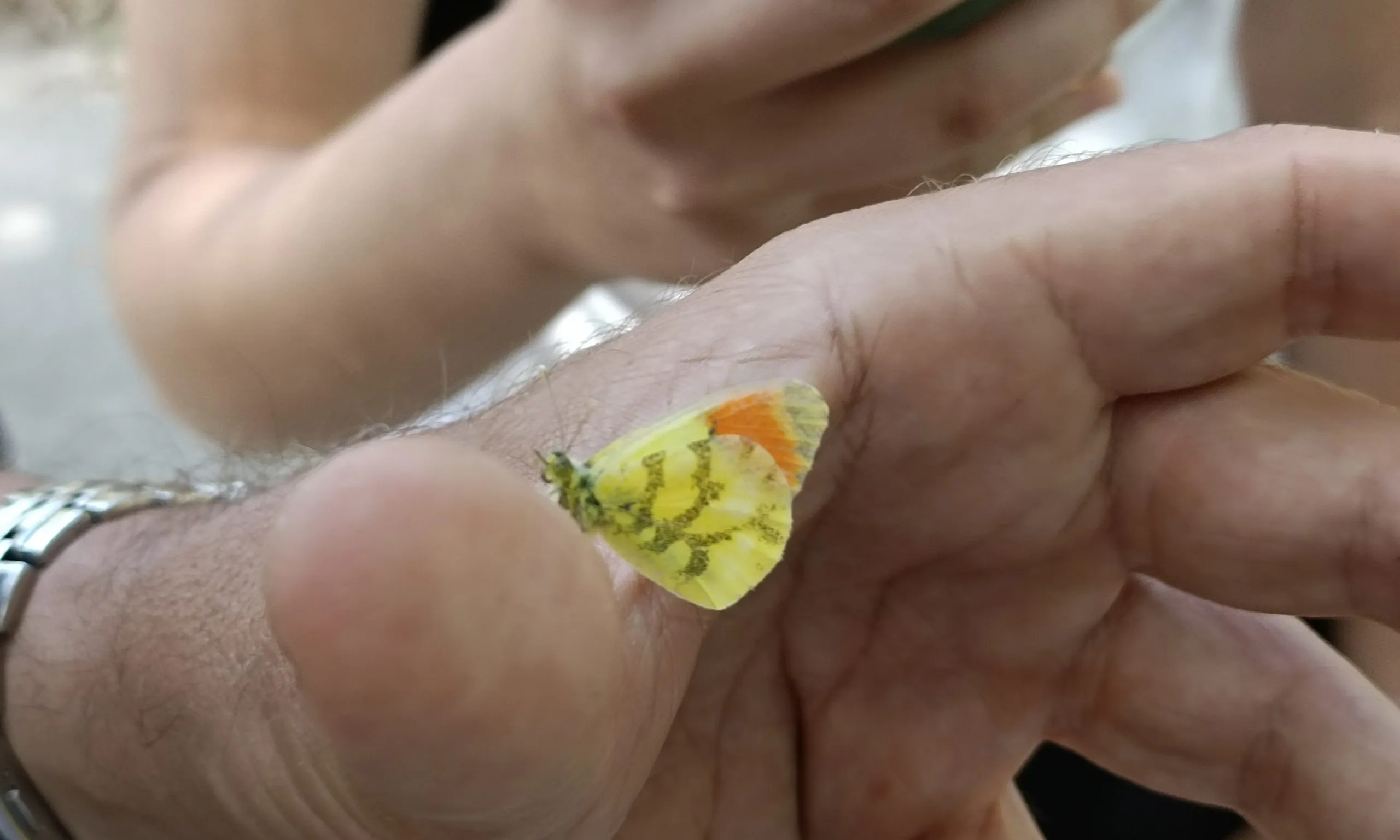 L’aurora groga (Anthocharis euphenoides) és un exemple de les espècies insòlites que s'han pogut detectar a l'àrea metropolitana de Barcelona.
