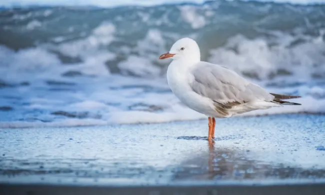 Una au marina en representació de l'activitat 'Pescadors d'alçada'. Font: Llicència CC Unsplash