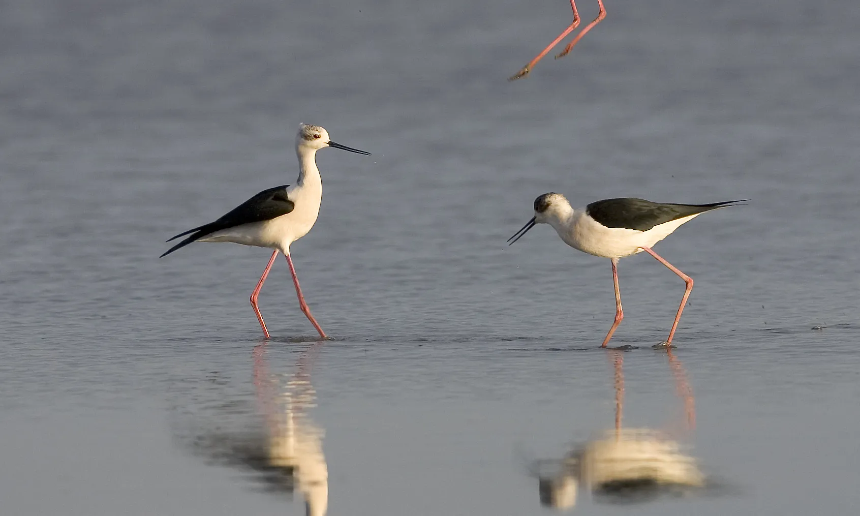 El parc es considera una de les zones humides més importants de la regió.