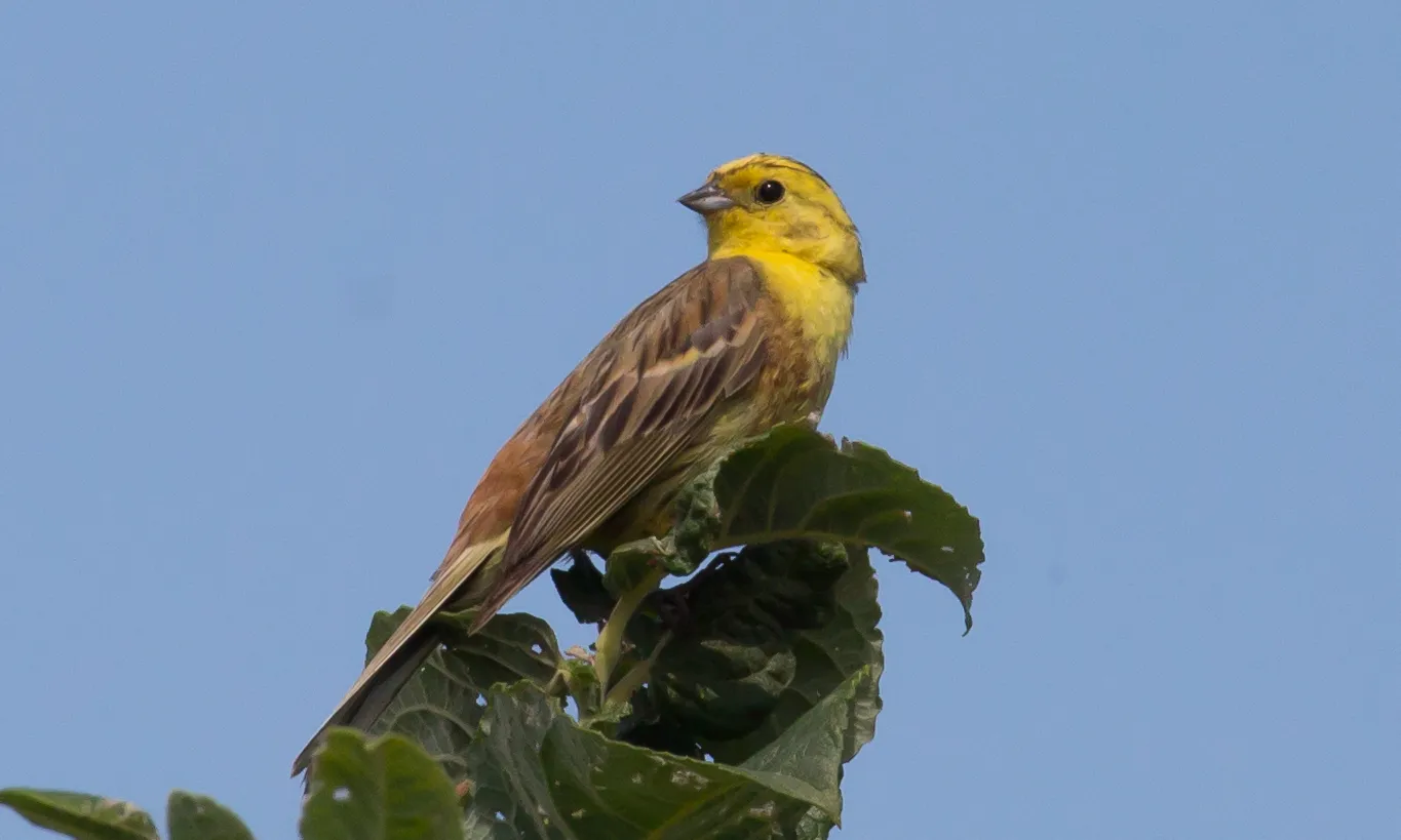 La revista PNAS publica un article, amb participació del CREAF i l’ICO, que alerta del declivi d'un 60% en les espècies pròpies de terrenys agrícoles.