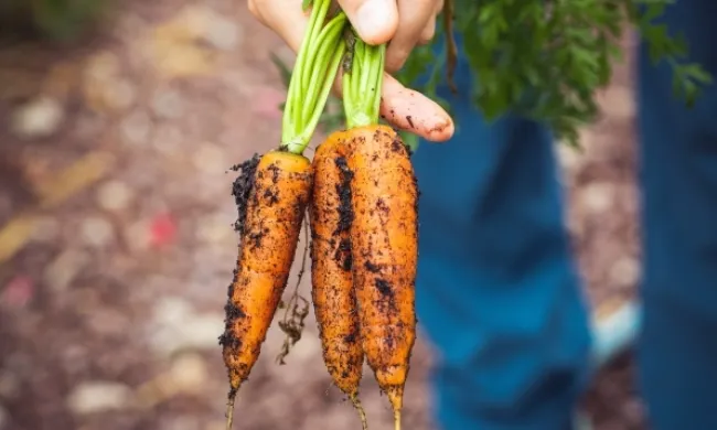 Formació d'Horticultura ecològica "Horta amb Gràcia"