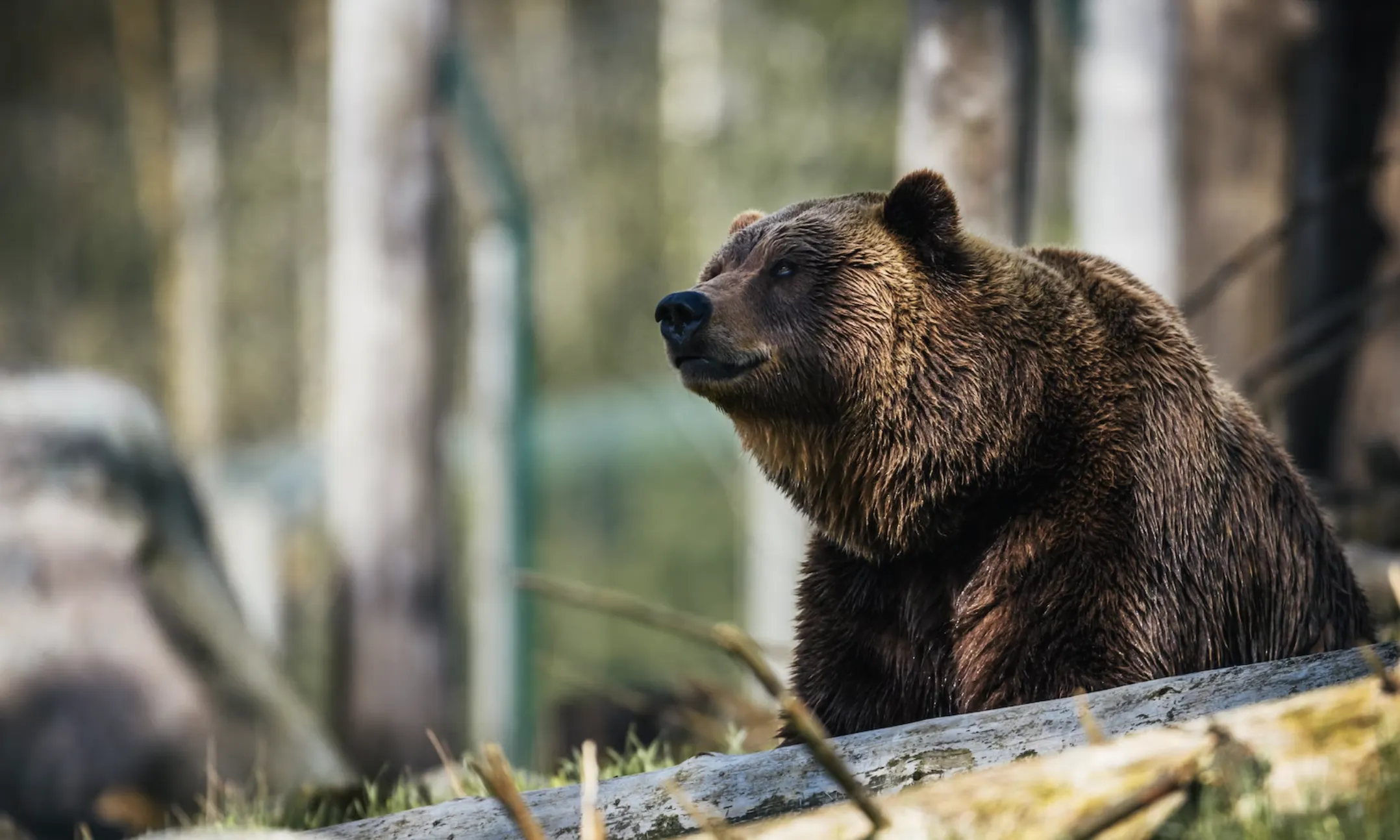 Gràcies a la reintroducció d'alguns exemplars, la població més afectada del Pirineu ha pogut augmentar el volum i l'espècie està en expansió.