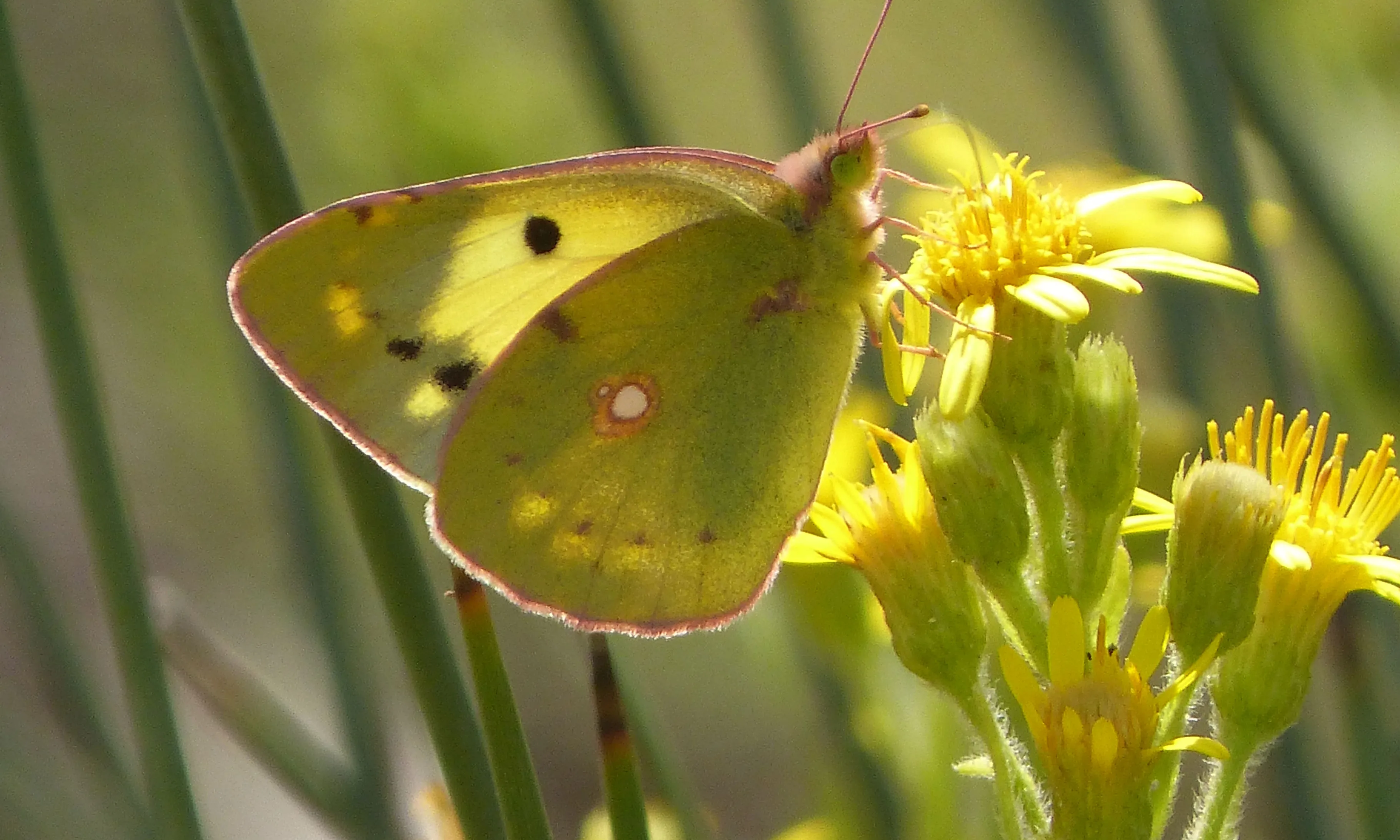 Els insectes es veuen molt afectats per la meteorologia de cada temporada.