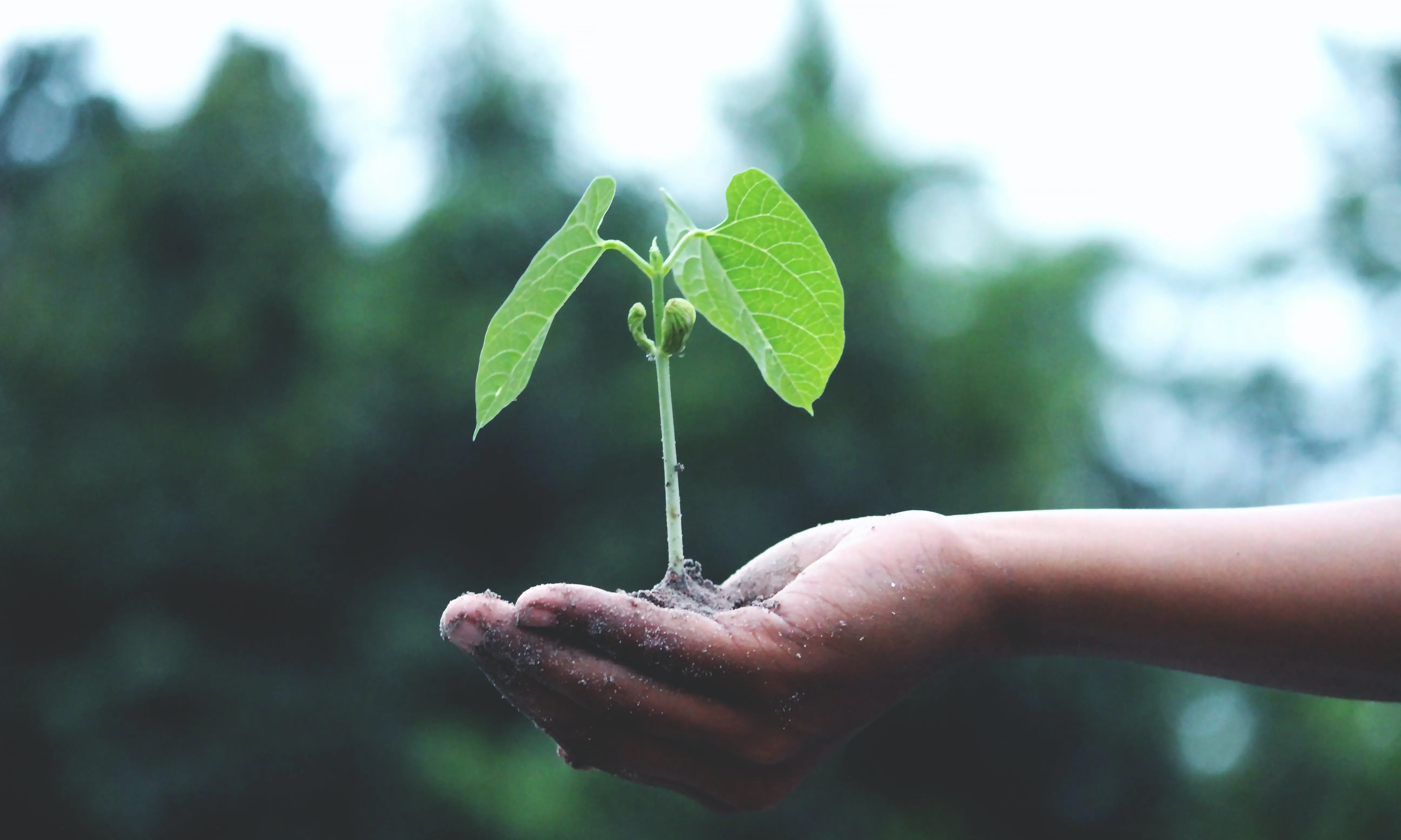 Mà amb planta que hi creix. Font: Pexels - Akil Mazumder
