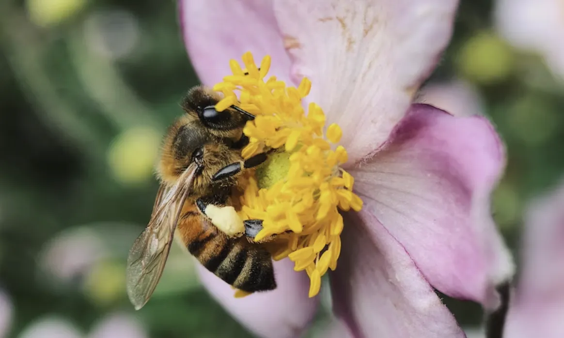 Els insectes pol·linitzadors són clau pels ecosistemes terrestres, ja que permeten que les plantes germinin o produeixin llavors i fruits.