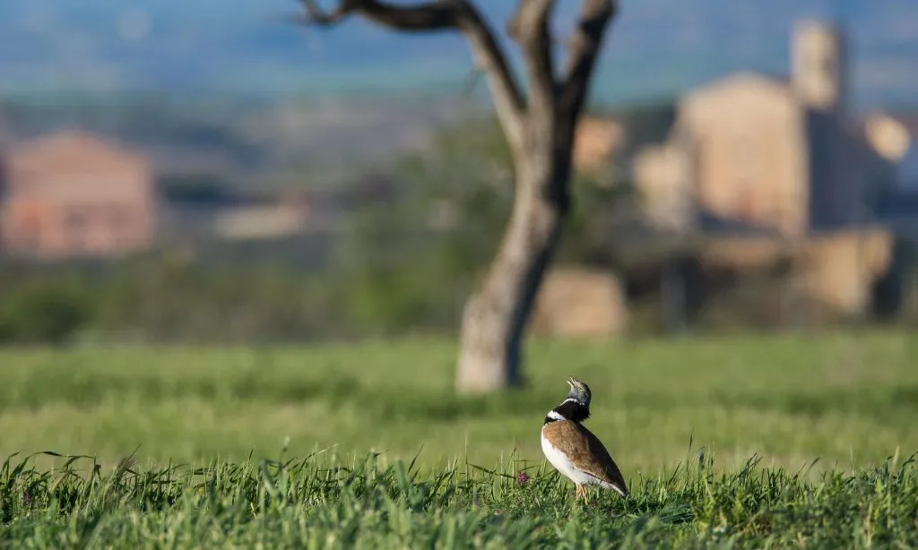 El gaig blau comú, una de les aus que ha patit una davallada en les seves poblacions per la intensificació agrària i l'ús de pesticides.