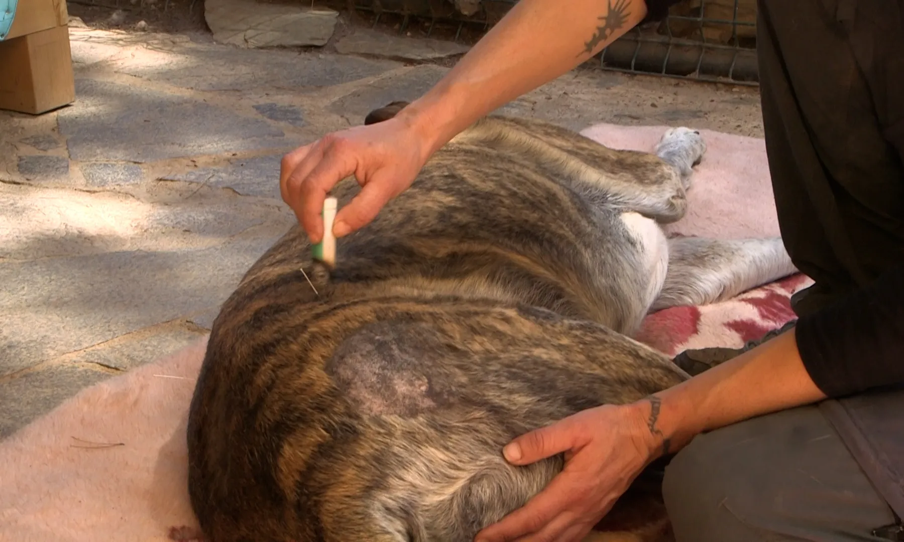 Teràpies naturals com les sessions d'acupuntura són les que es treballen per millorar la salut de les mascotes que ho necessiten.