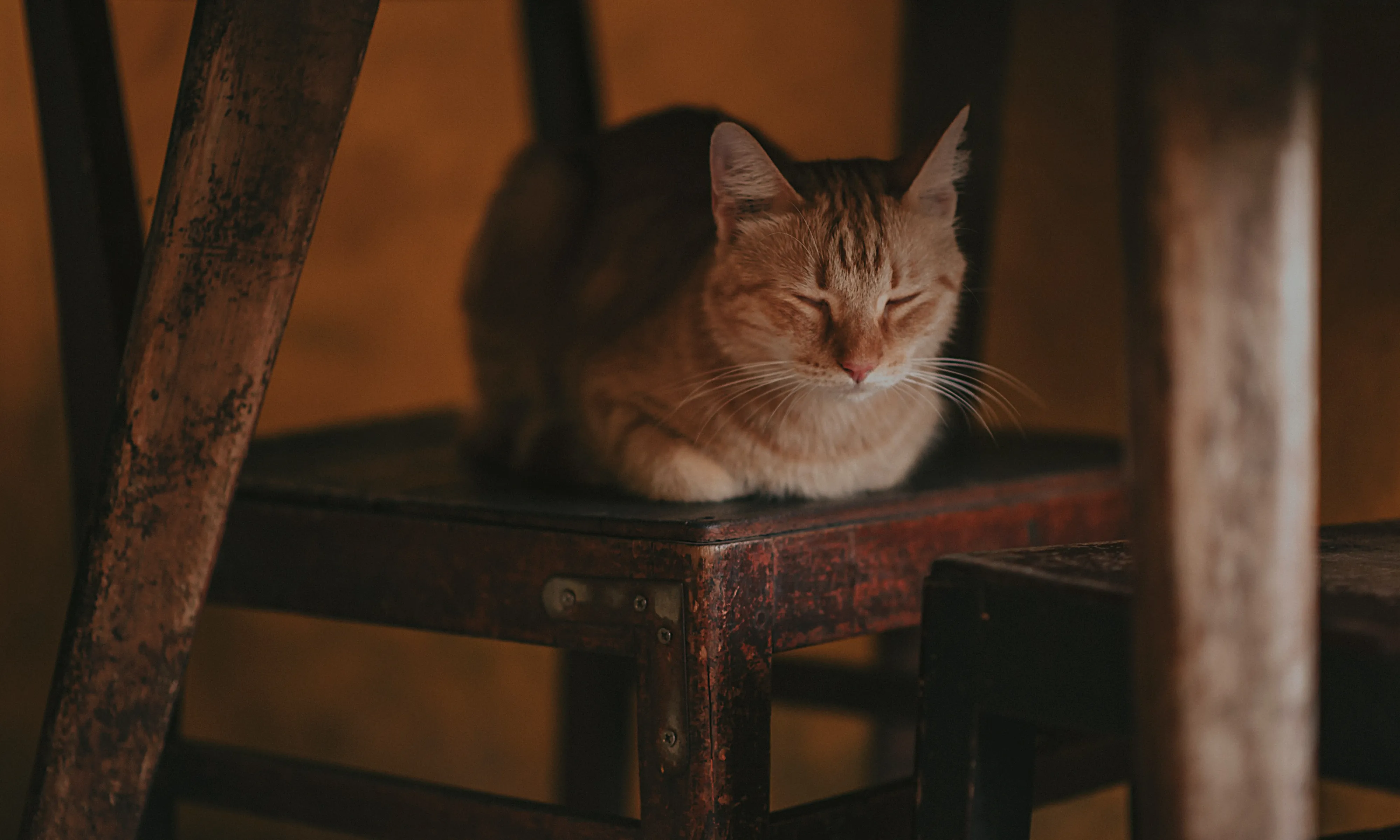 Gat descansant a l'ombra.