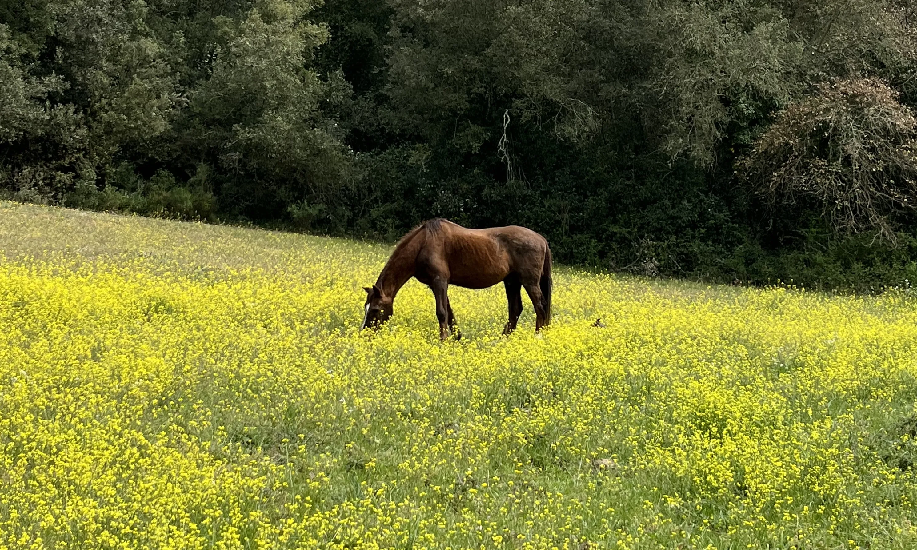 'Horse Life Experience' se celebra a les instal·lacions del Mas Moner situat a Llagostera, en un entorn natural.