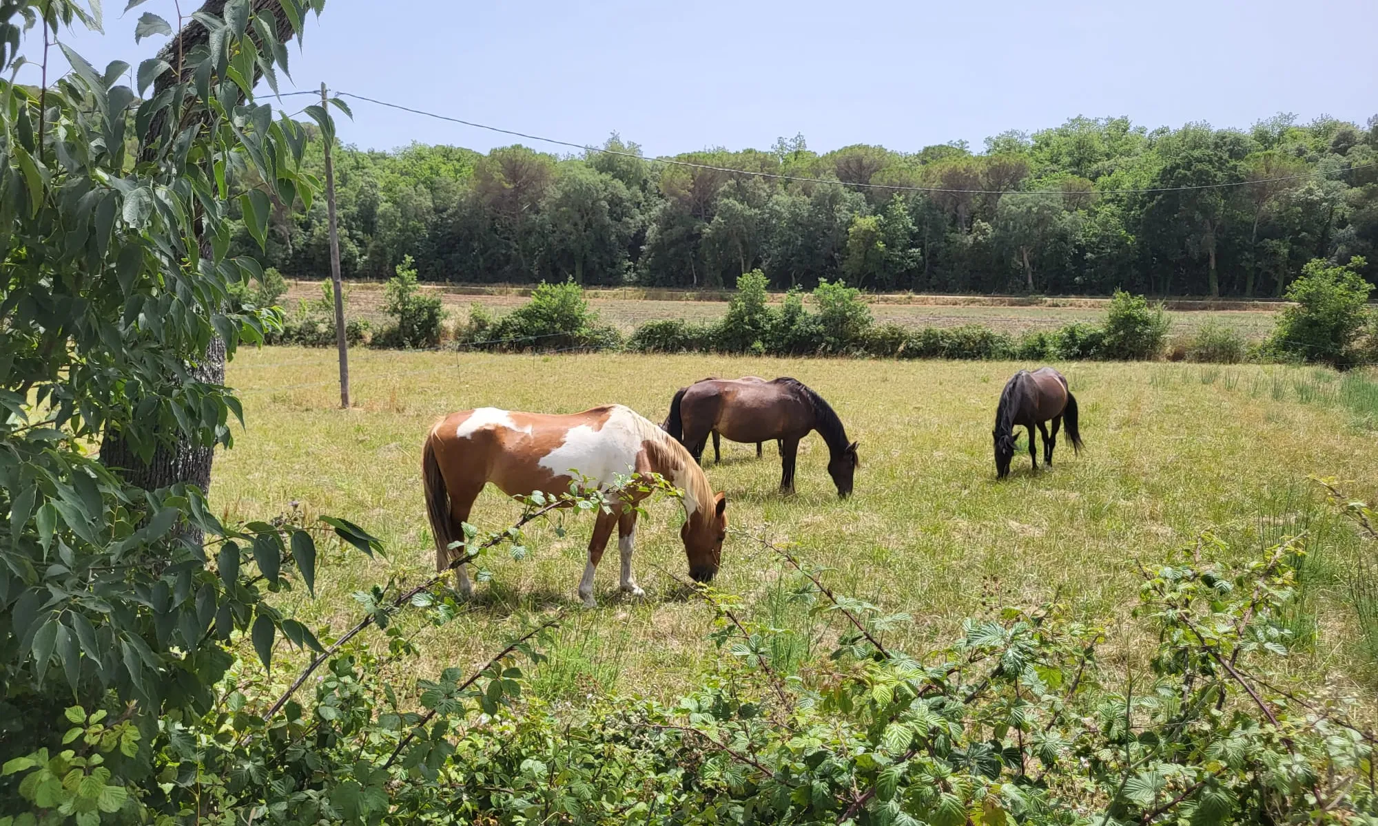 Les jornades 'Horse Life Experience' engeguen amb la seva primera edició, per donar a conèixer la importància de tenir una bona cura dels cavalls, lluny de la captivitat.