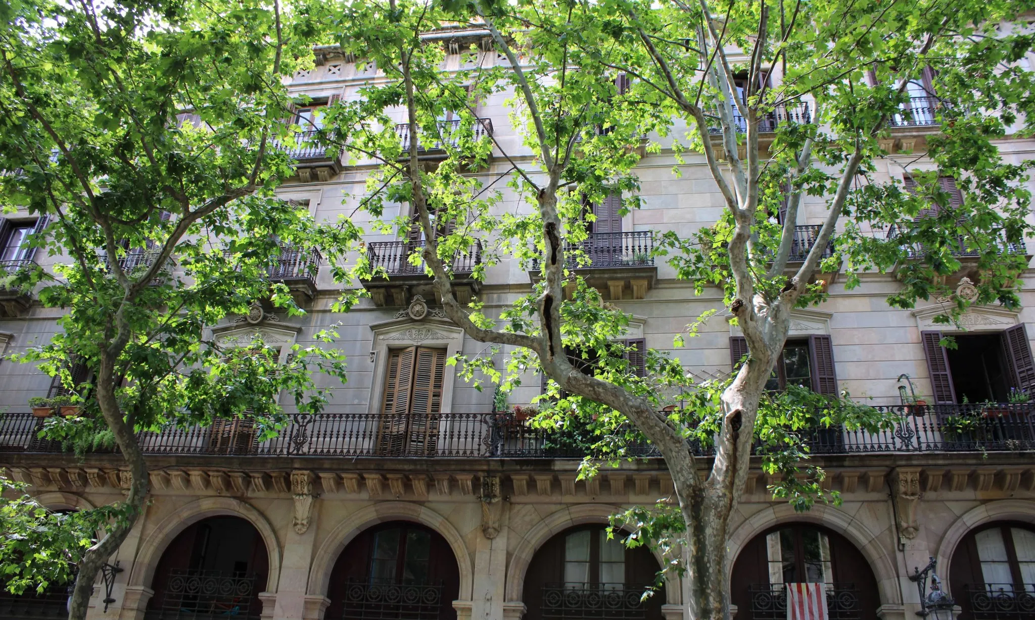 'My dinamic forest' està sota el paraigua del projecte europeu 'Clearing House', el qual posa al centre els beneficis dels arbres i boscos urbans.
