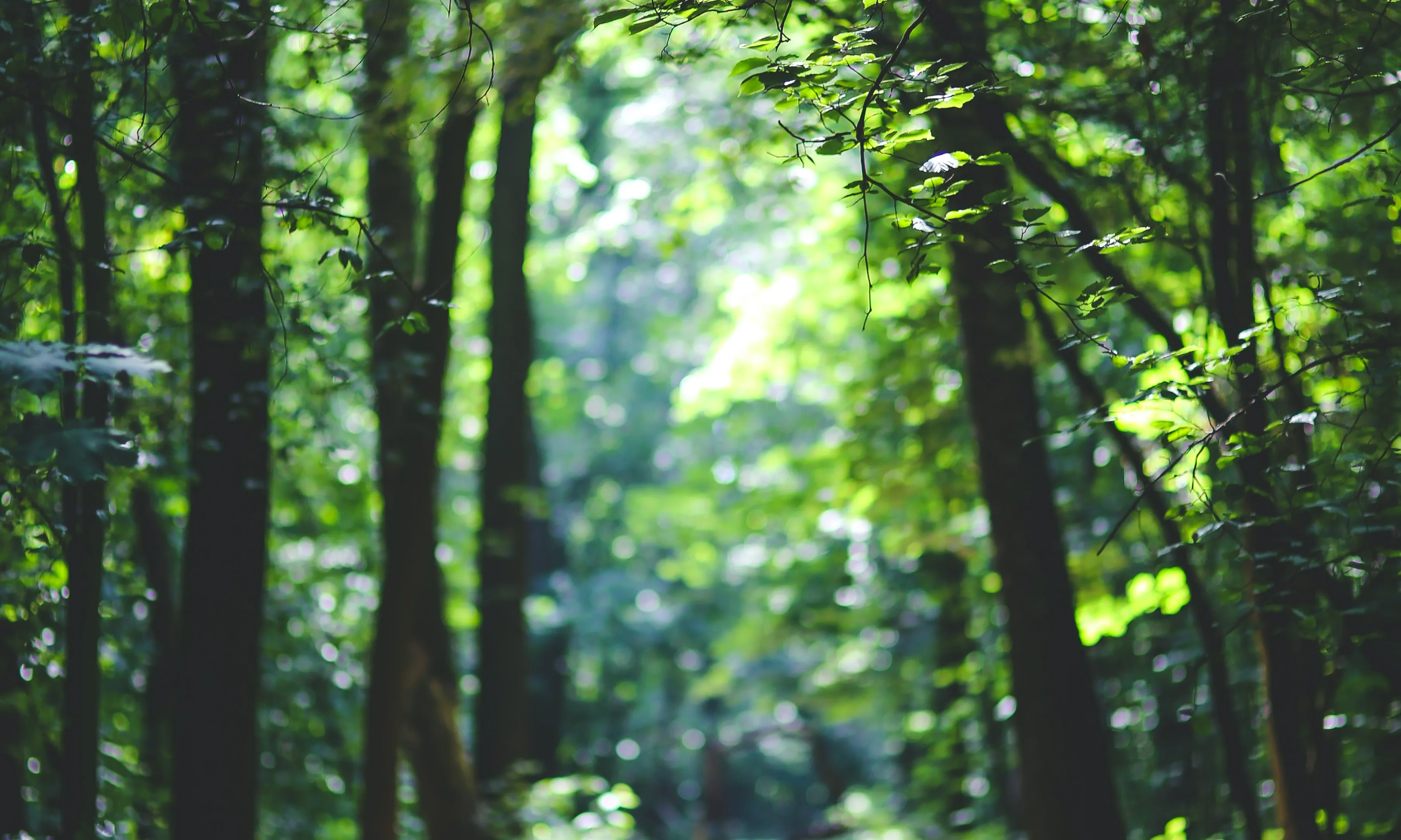 Camí dins d'un bosc. Font: Pexels - Kaboompics .com