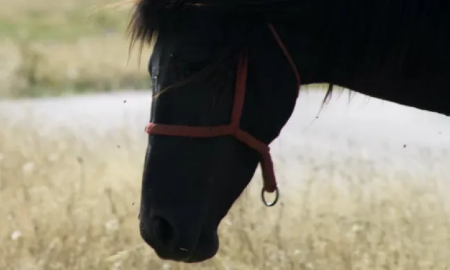 Imatge d'un cavall com a representació de l'activitat 'Famílies entre cavalls lliures'. Font: Unsplash