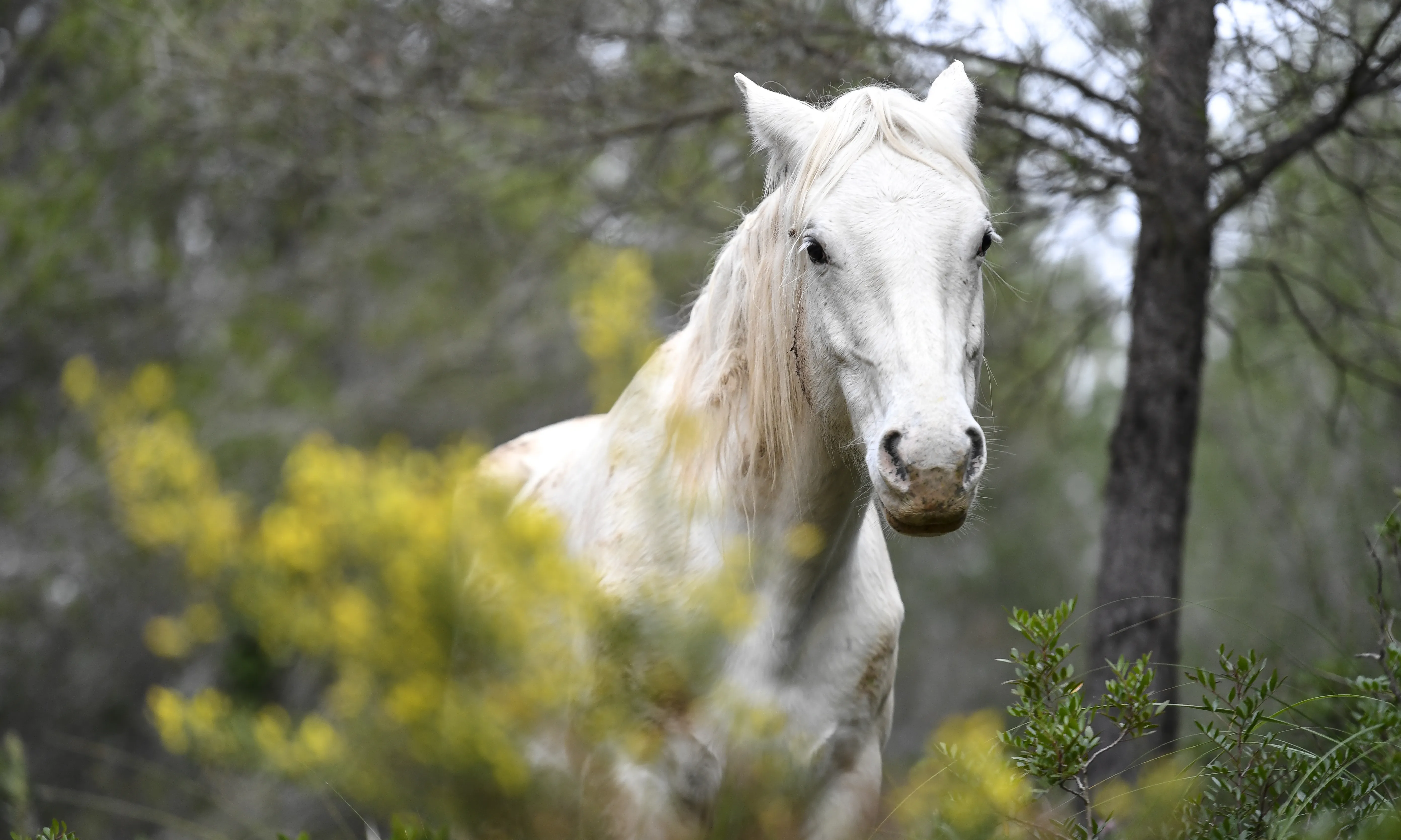 L'entitat acull cavalls i rucs que han estat abandonats o maltractats i els reconnecten amb la natura.